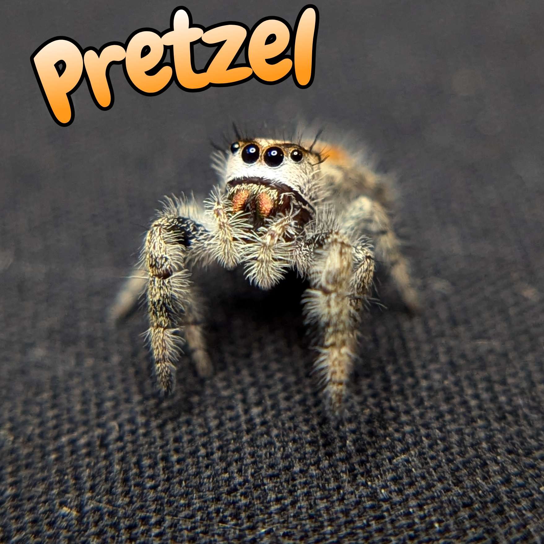 Regal Jumping Spider "Pretzel"