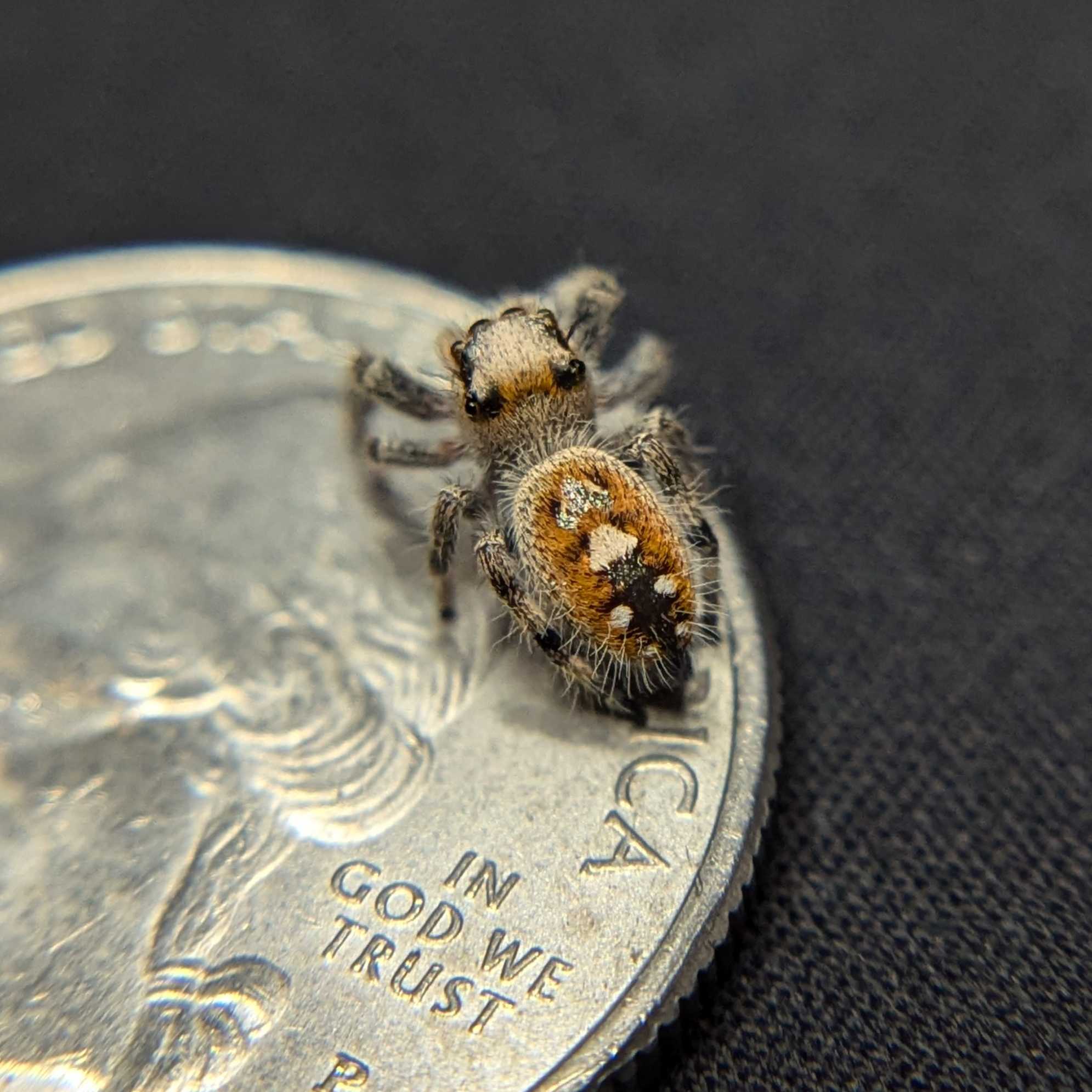 Regal Jumping Spider "Pretzel"