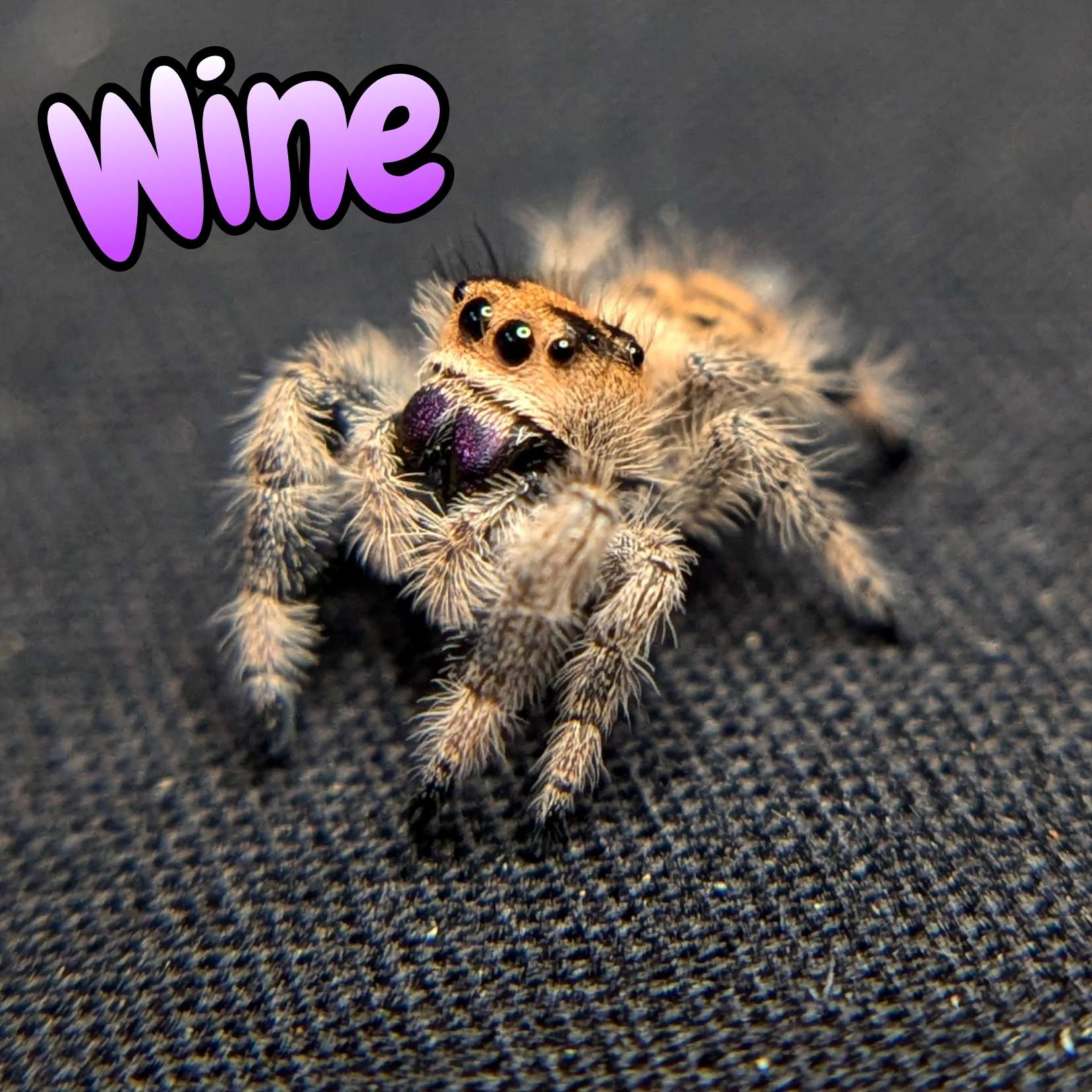 Regal Jumping Spider "Wine"