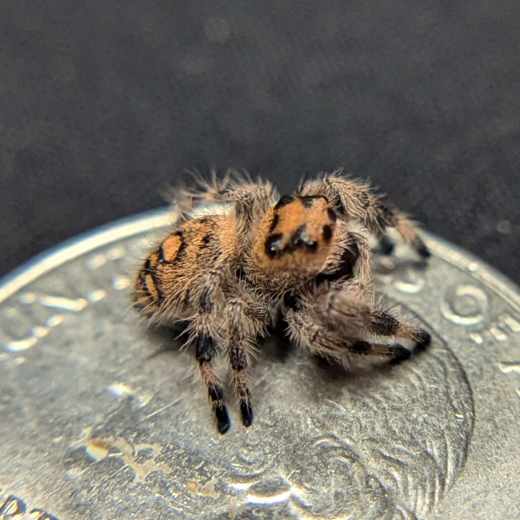 Regal Jumping Spider "Wine"