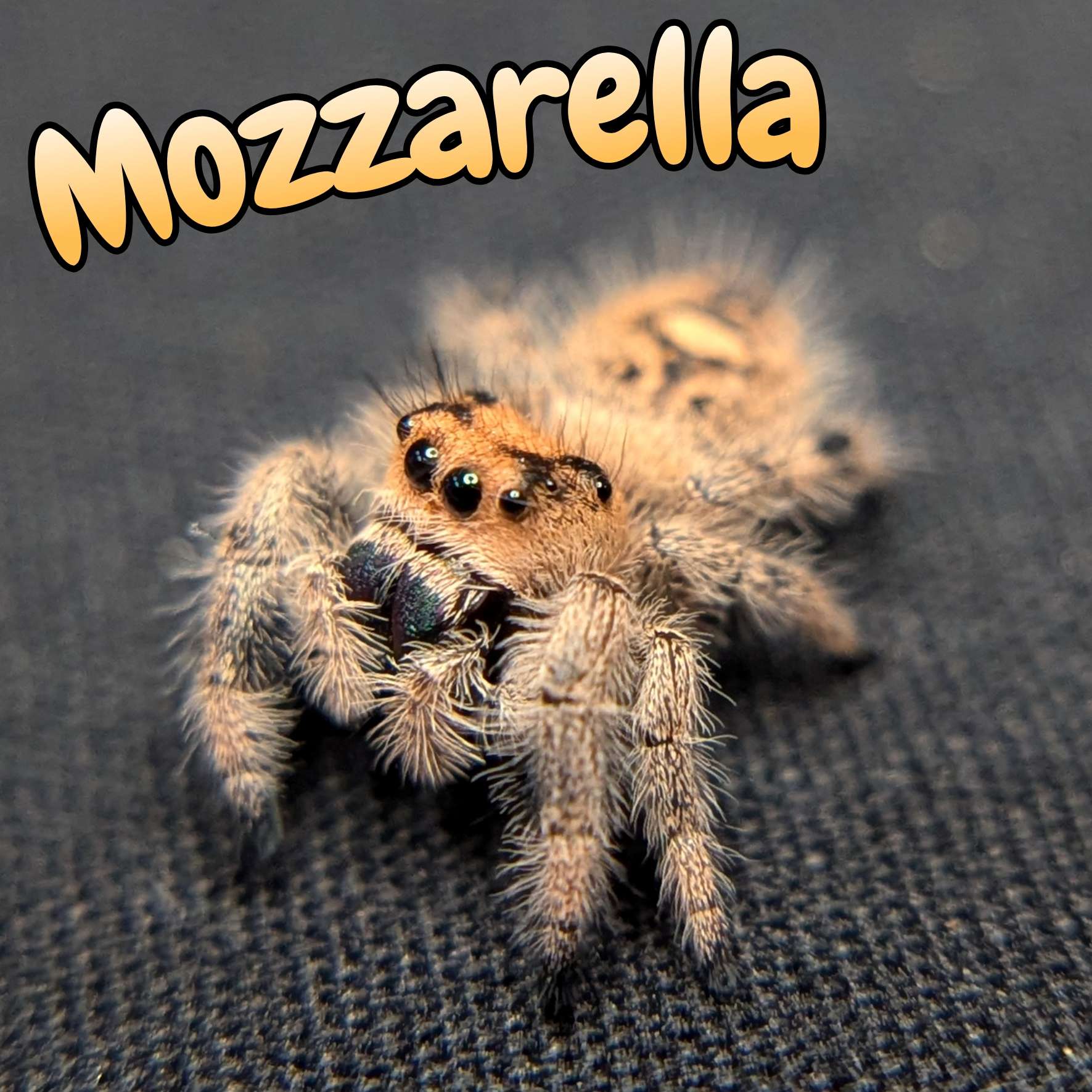 Regal Jumping Spider "Mozzarella"