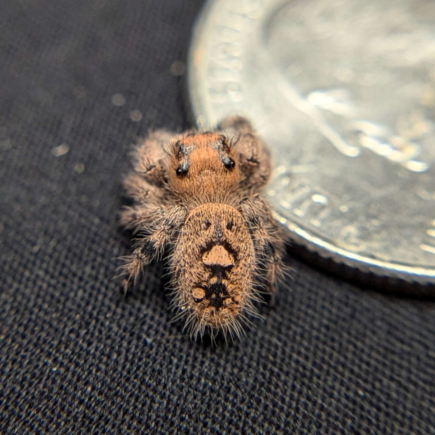 Regal Jumping Spider "Mozzarella"