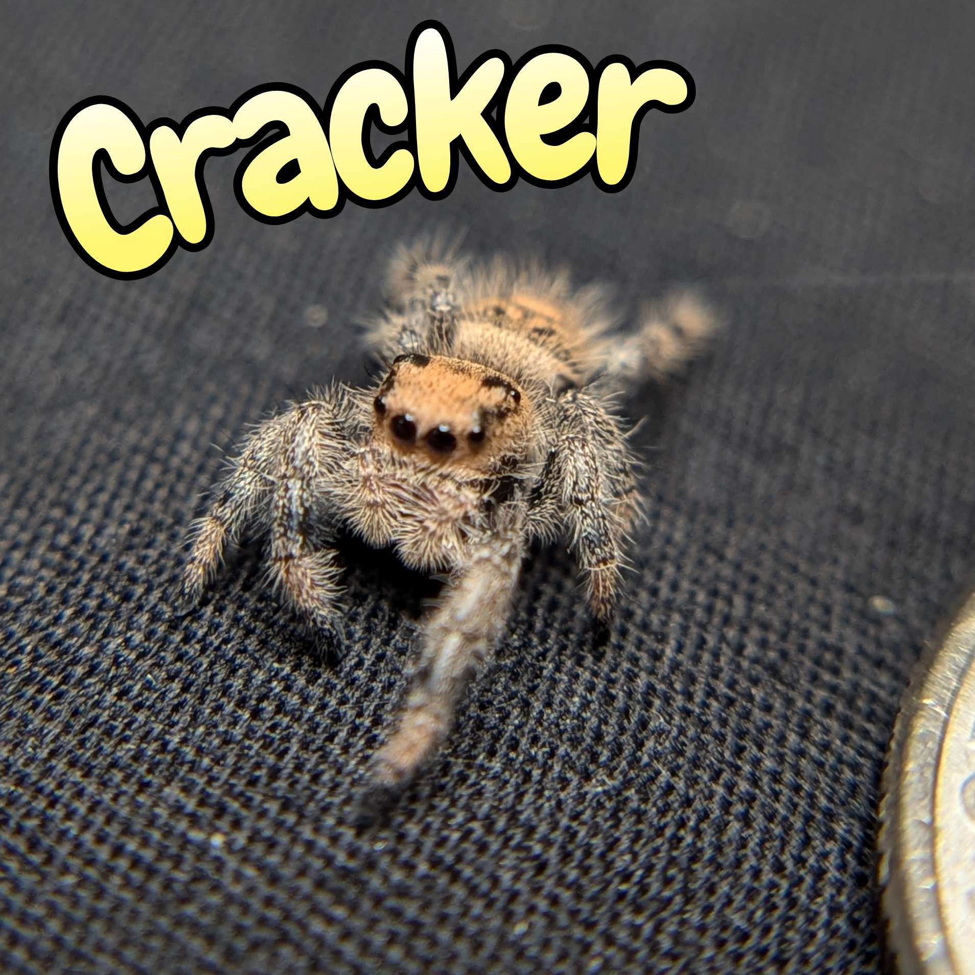Regal Jumping Spider "Cracker"