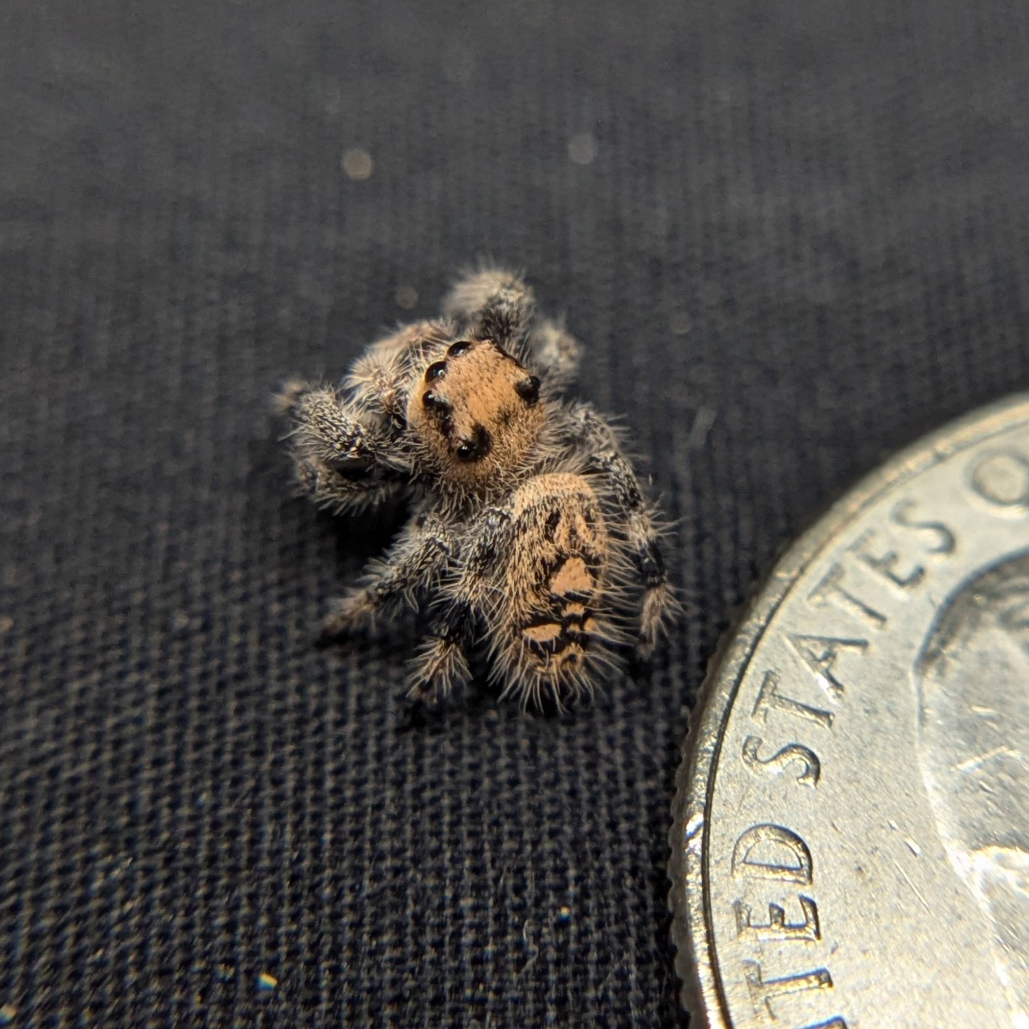 Regal Jumping Spider "Cracker"