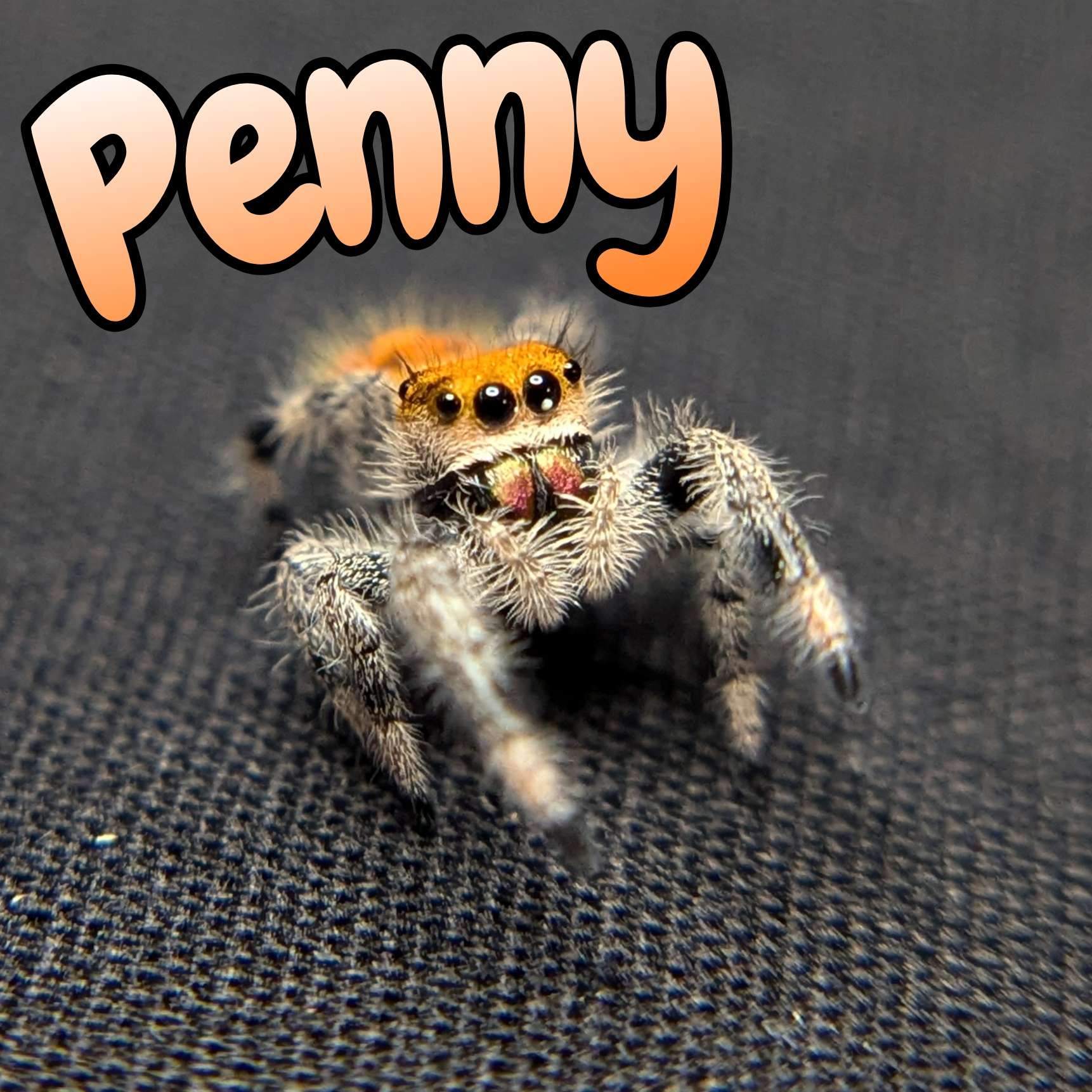 Regal Jumping Spider “Penny”