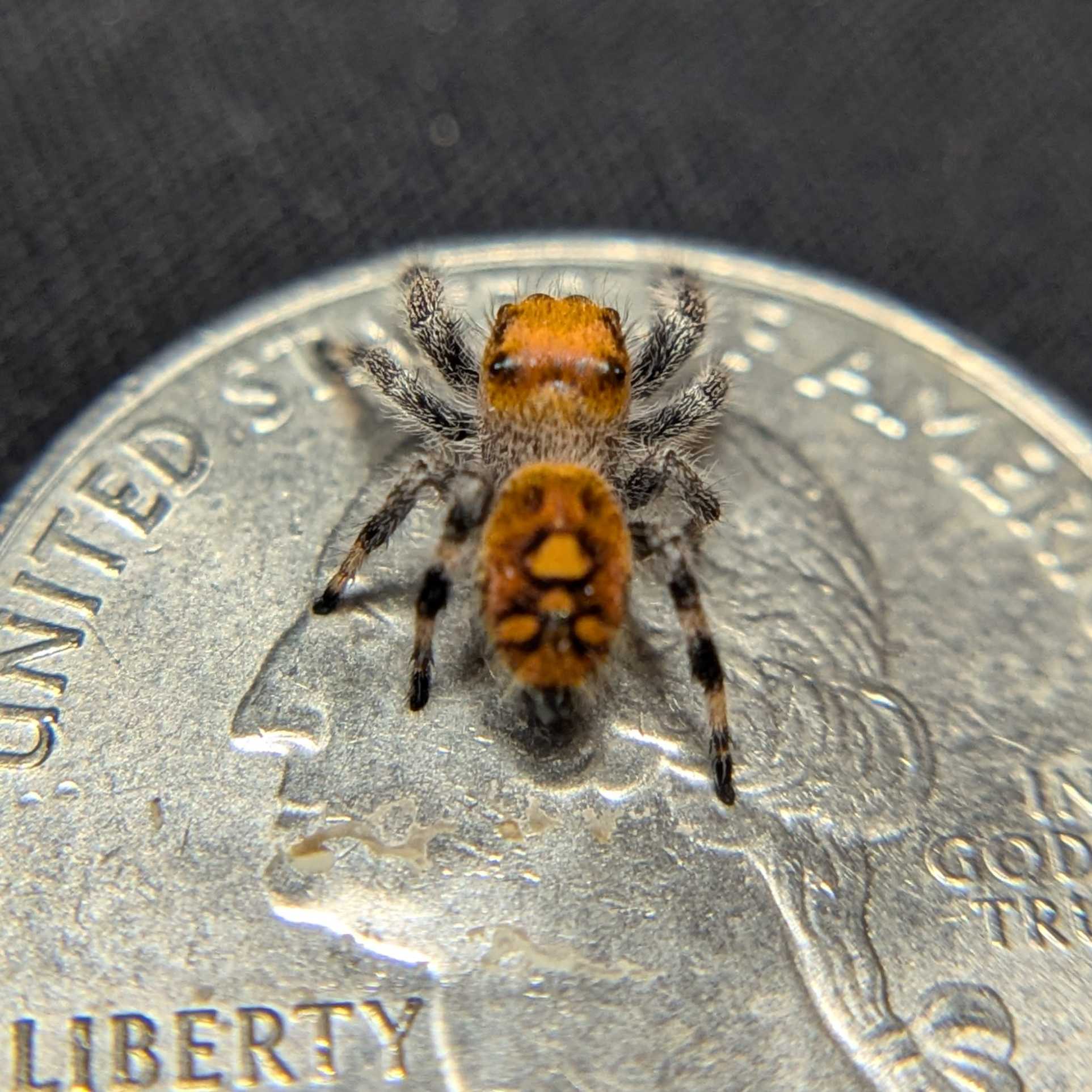 Regal Jumping Spider “Penny”