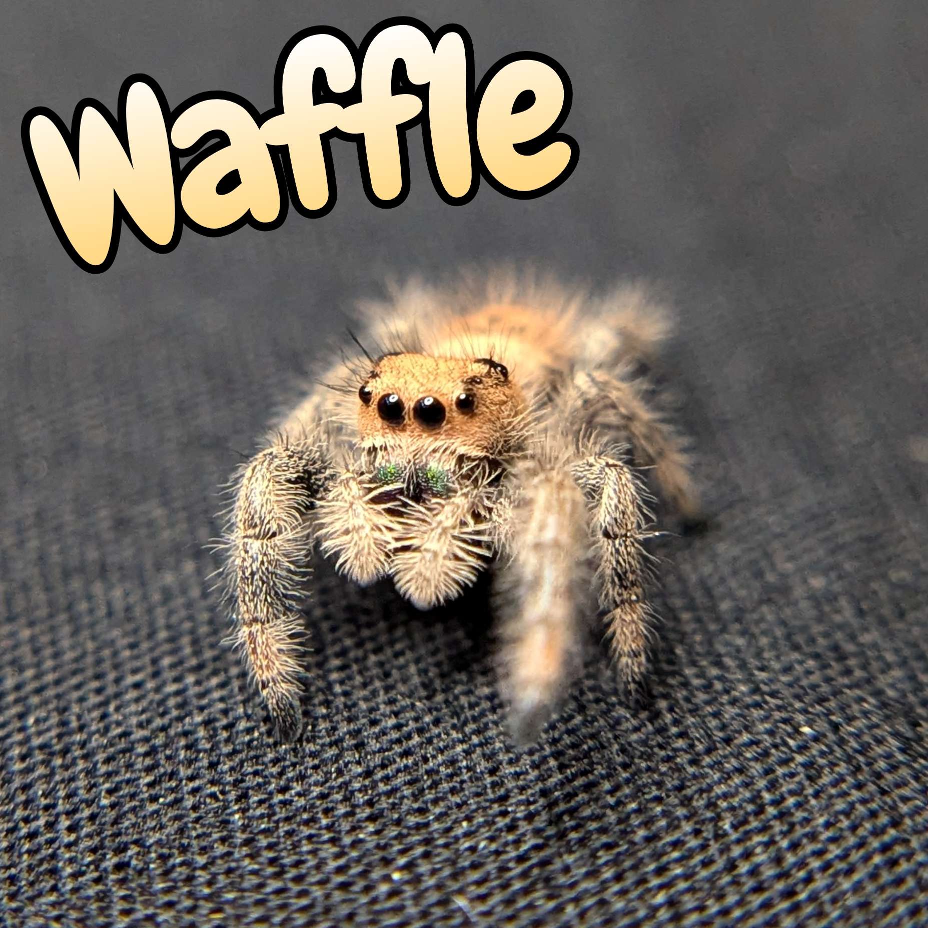 Regal Jumping Spider "Waffle"