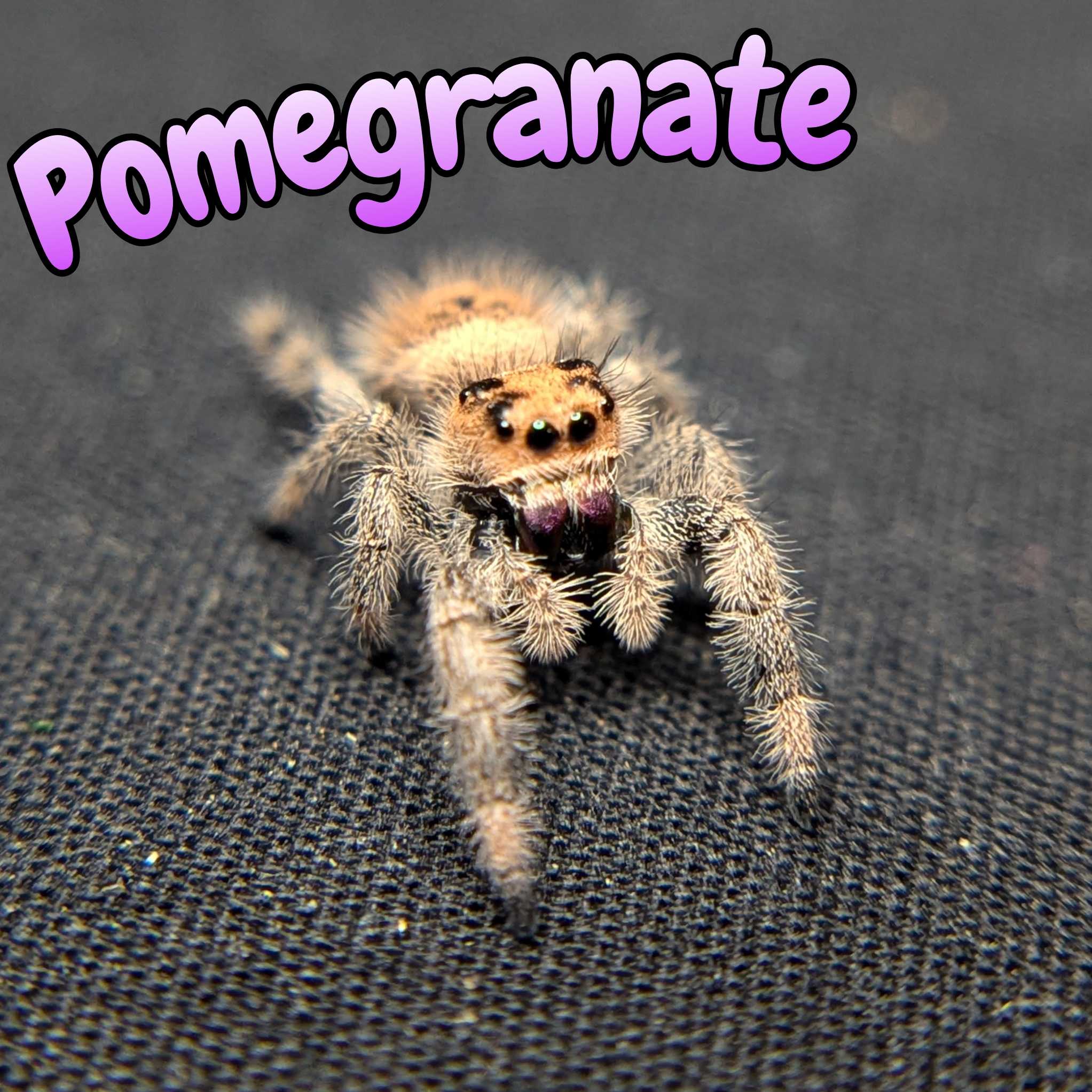 Regal Jumping Spider "Pomegranate"