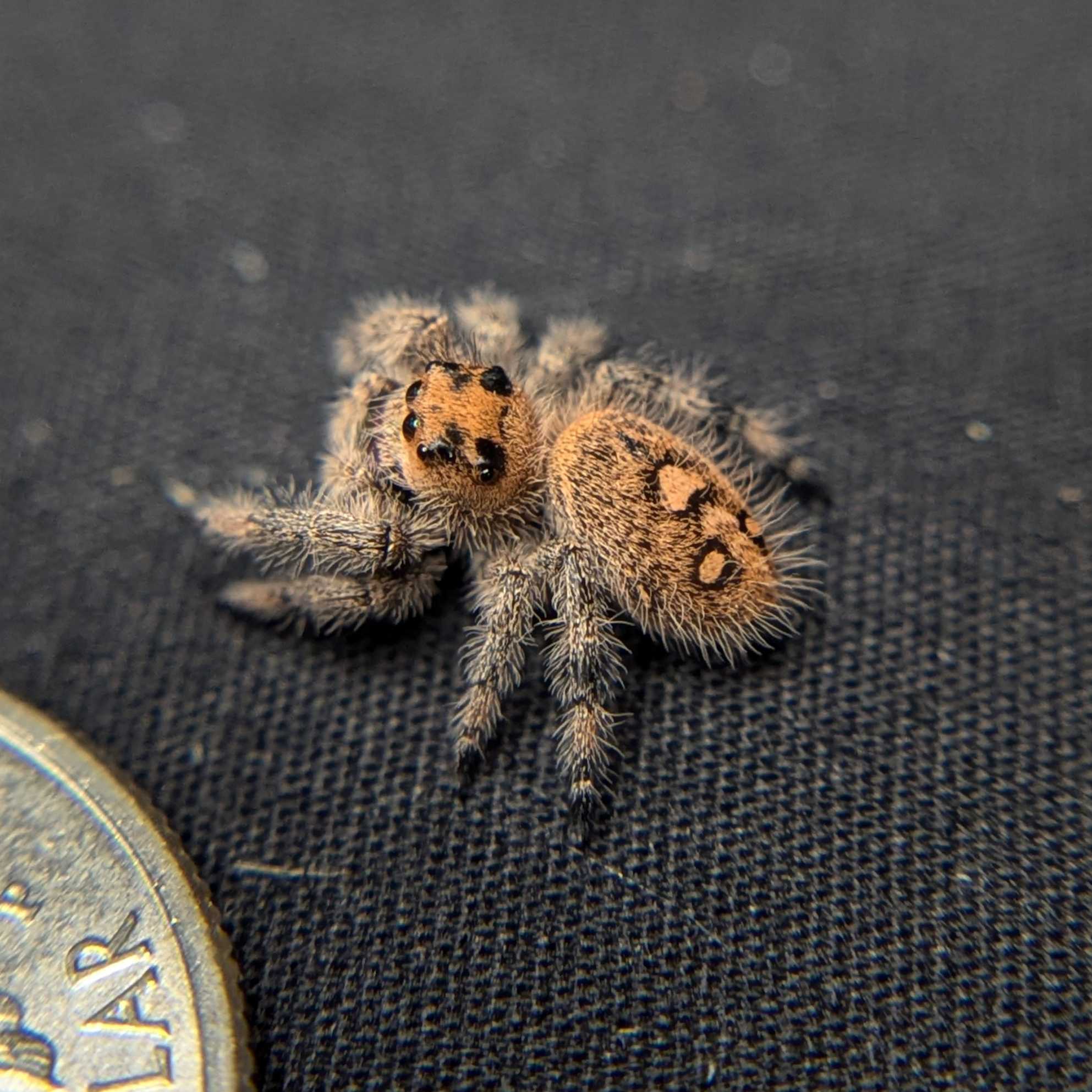 Regal Jumping Spider "Pomegranate"