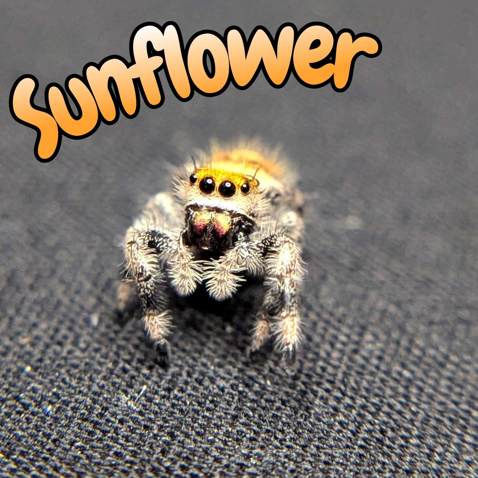 Regal Jumping Spider "Sunflower"