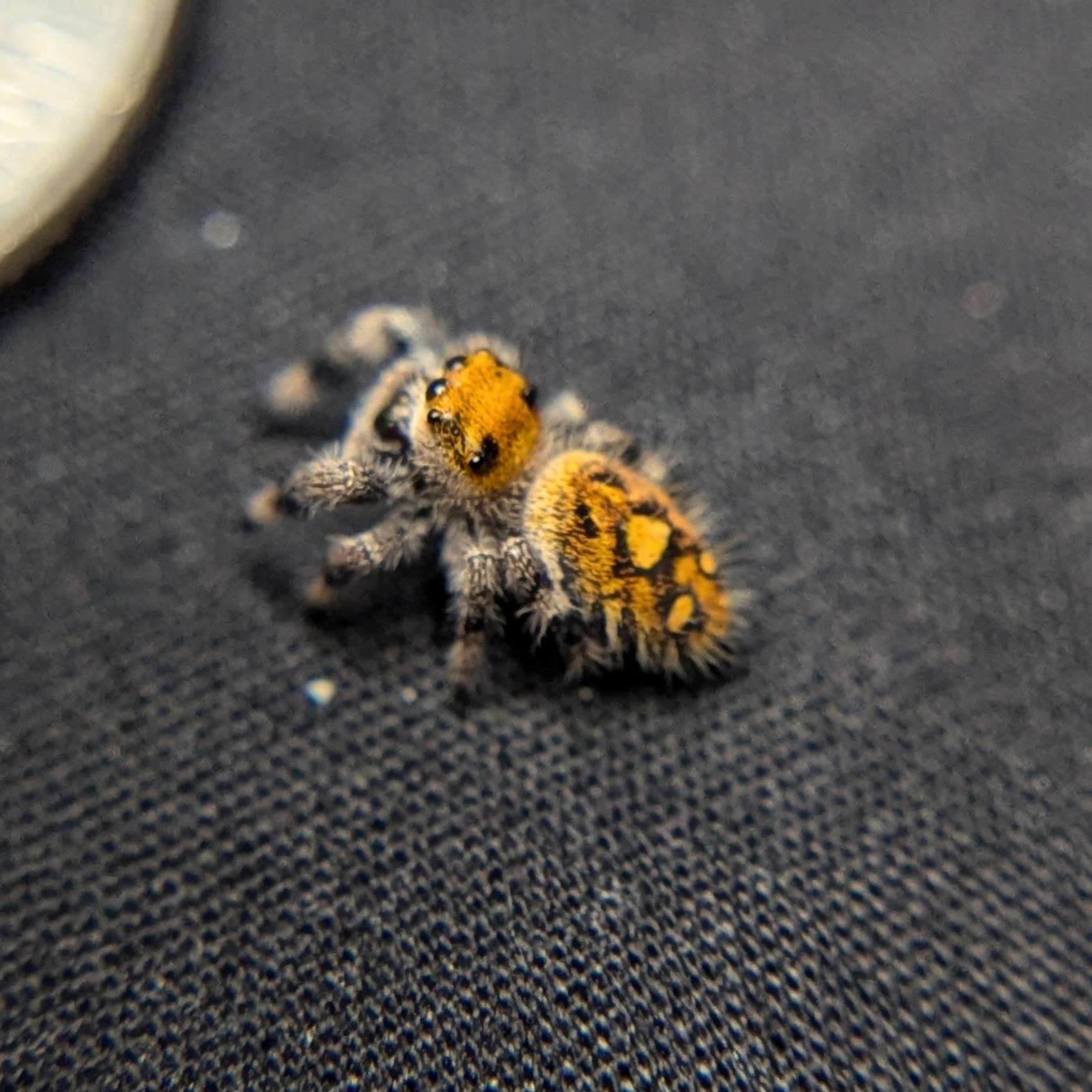 Regal Jumping Spider "Sunflower"