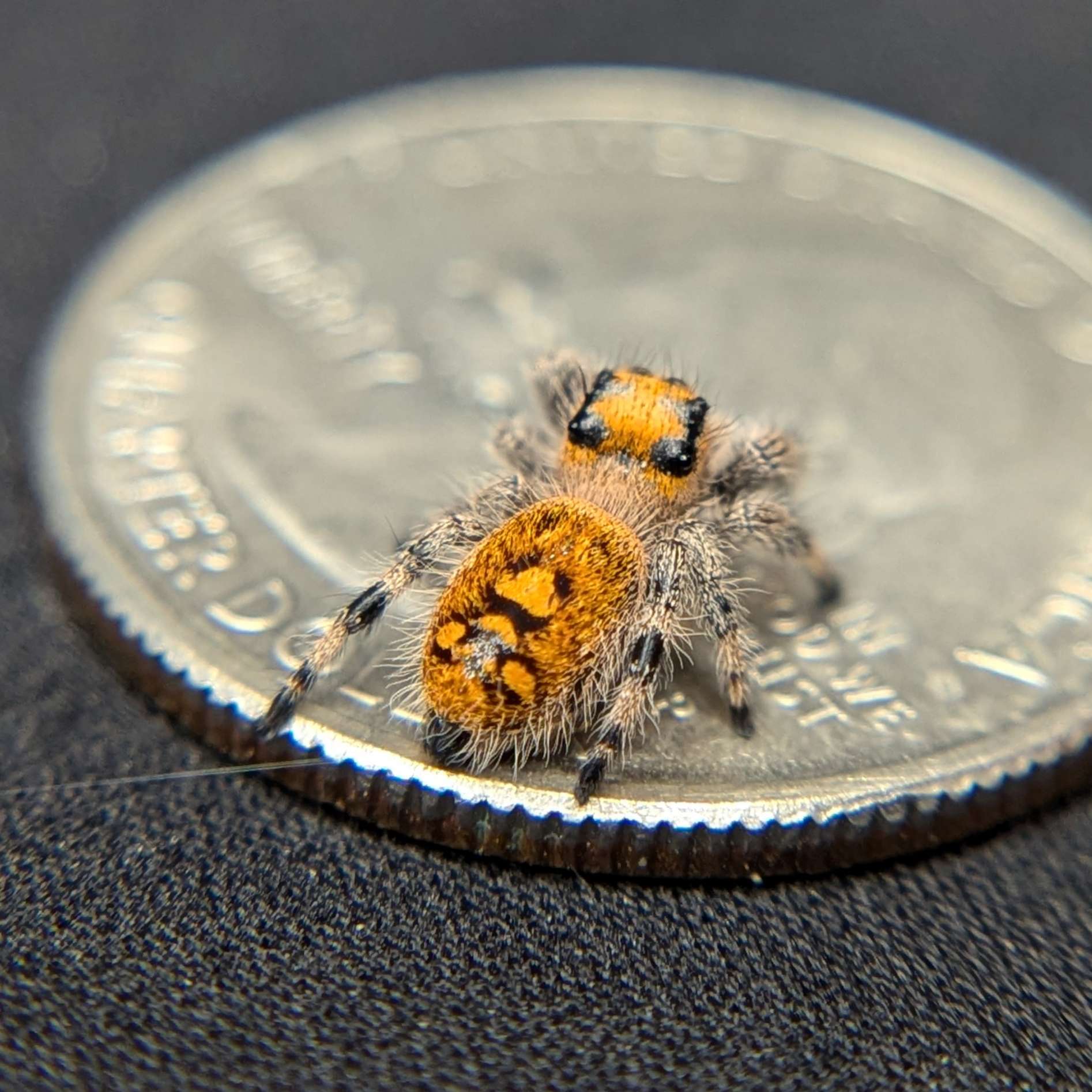 Regal Jumping Spider "Potato"