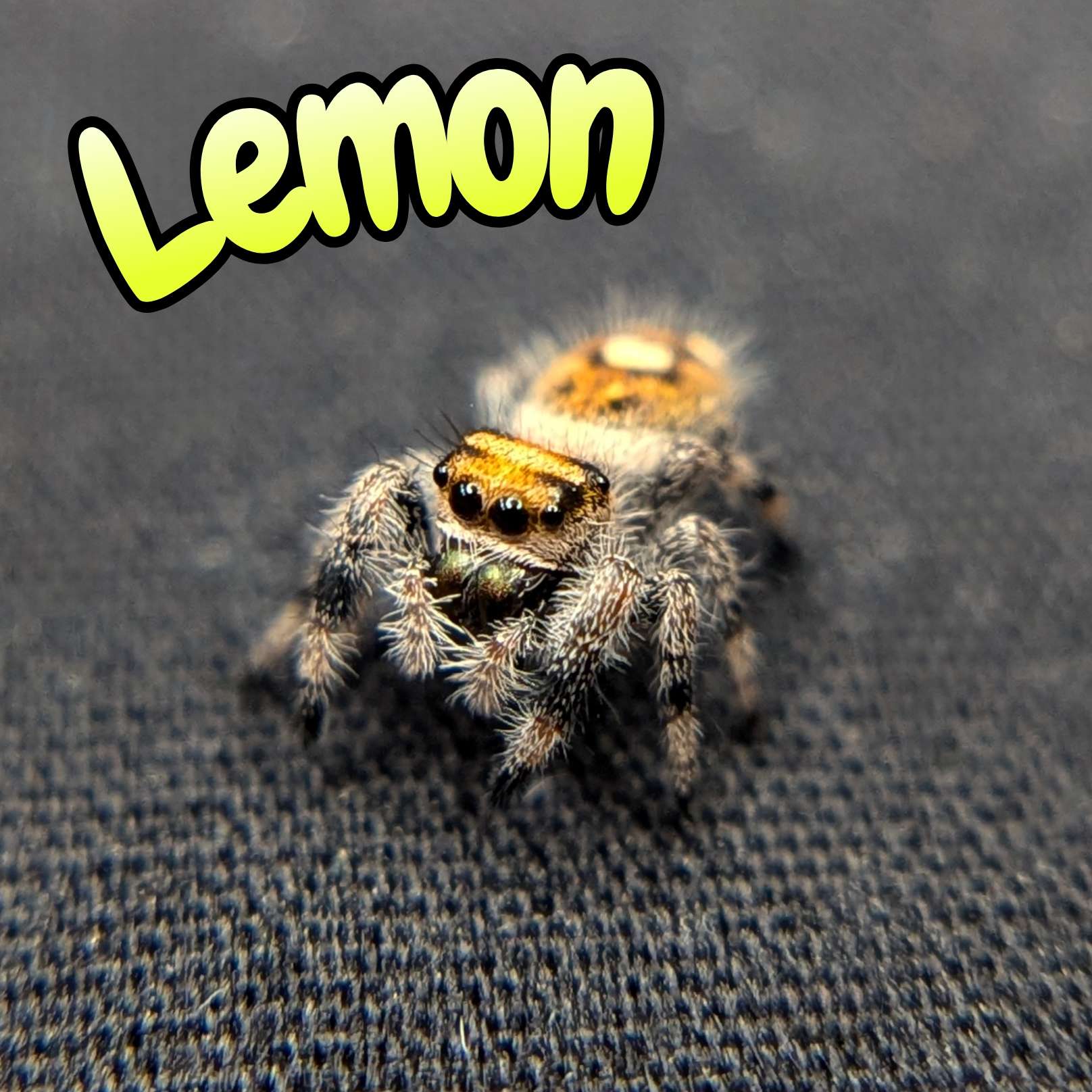 Regal Jumping Spider "Lemon"