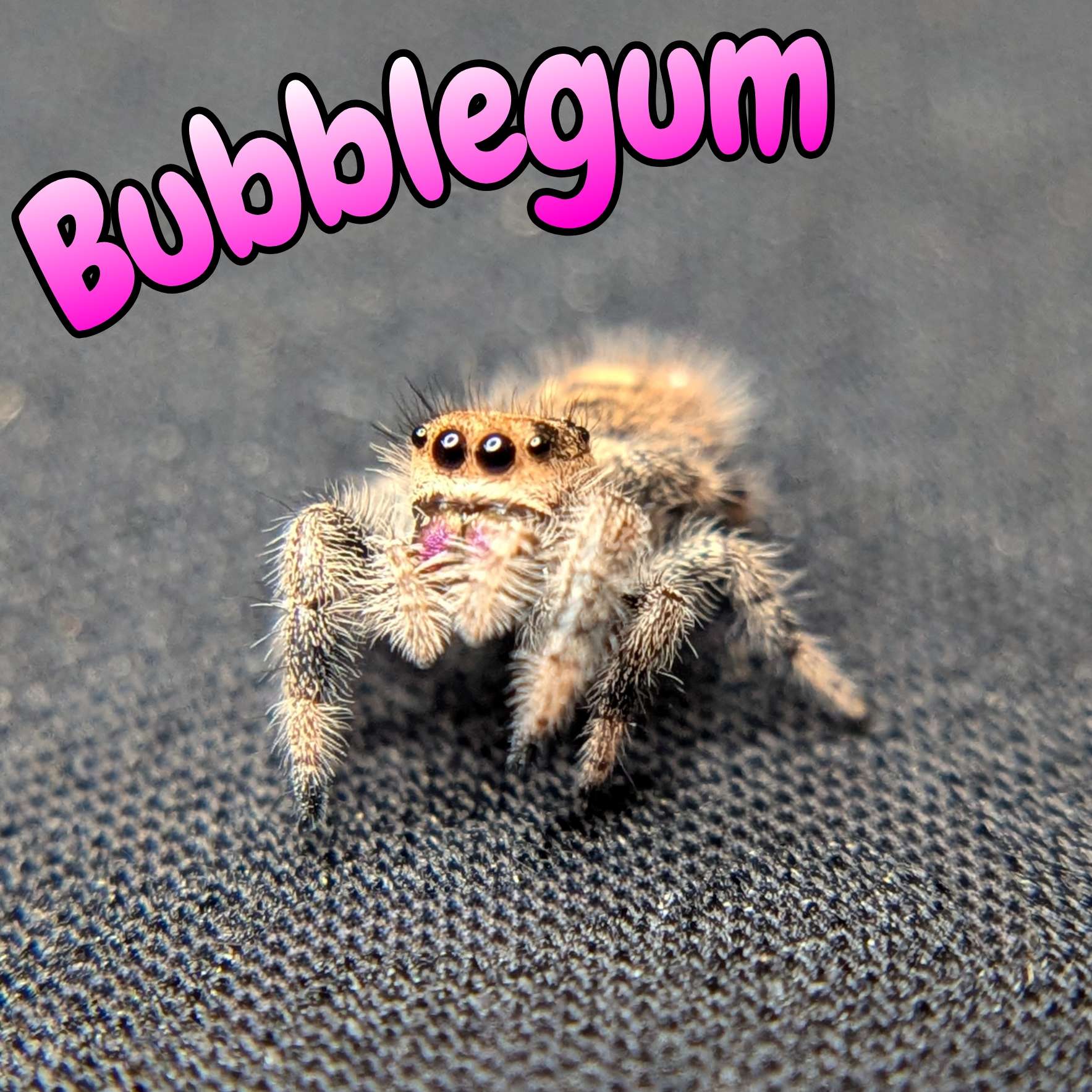 jumping spider for sale, bubblegum