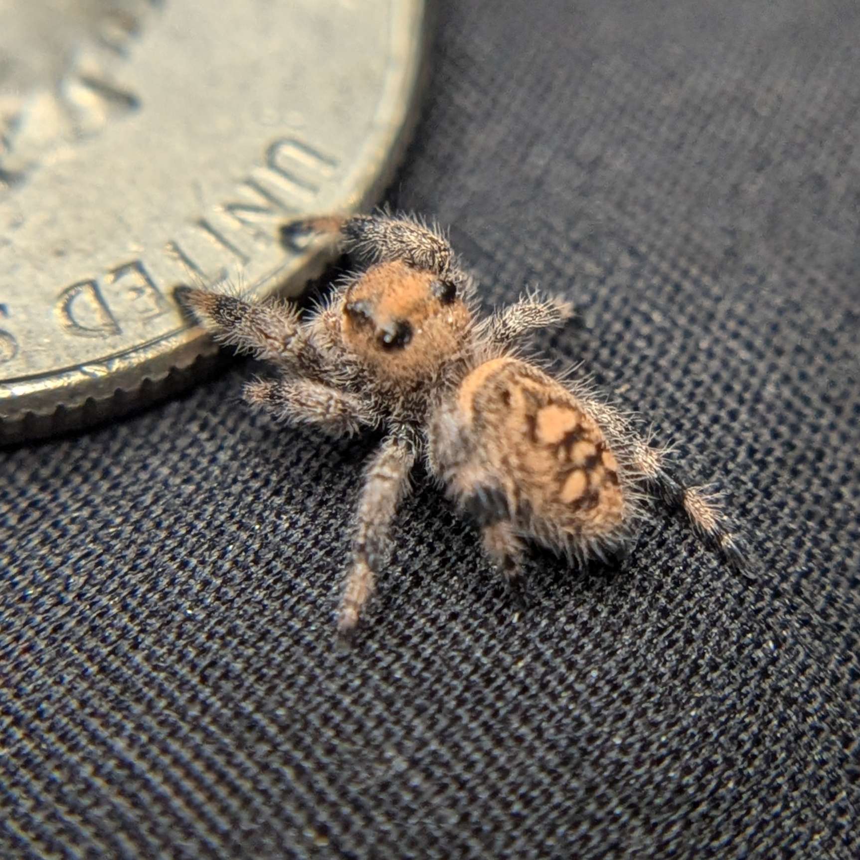 Regal Jumping Spider "Bubblegum"