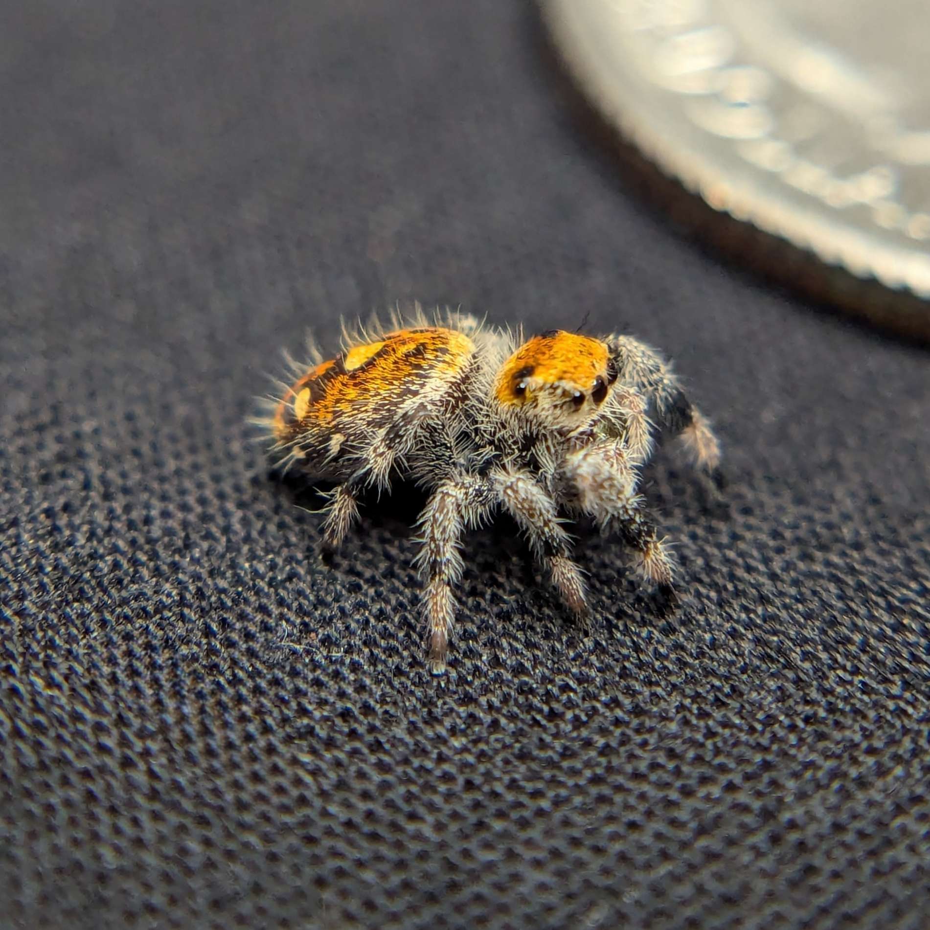 Female Regal Jumping Spider "Sundae" - Side View