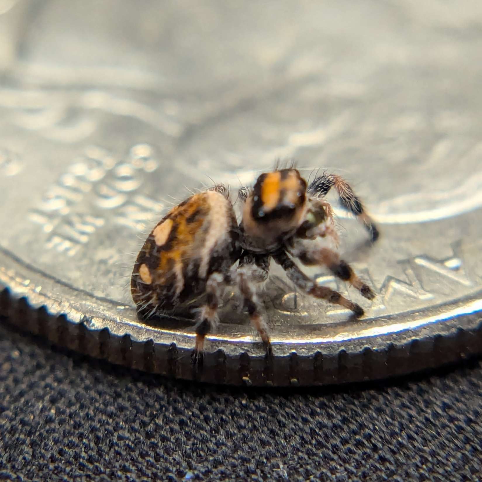 Female Regal Jumping Spider Butternut - Side View