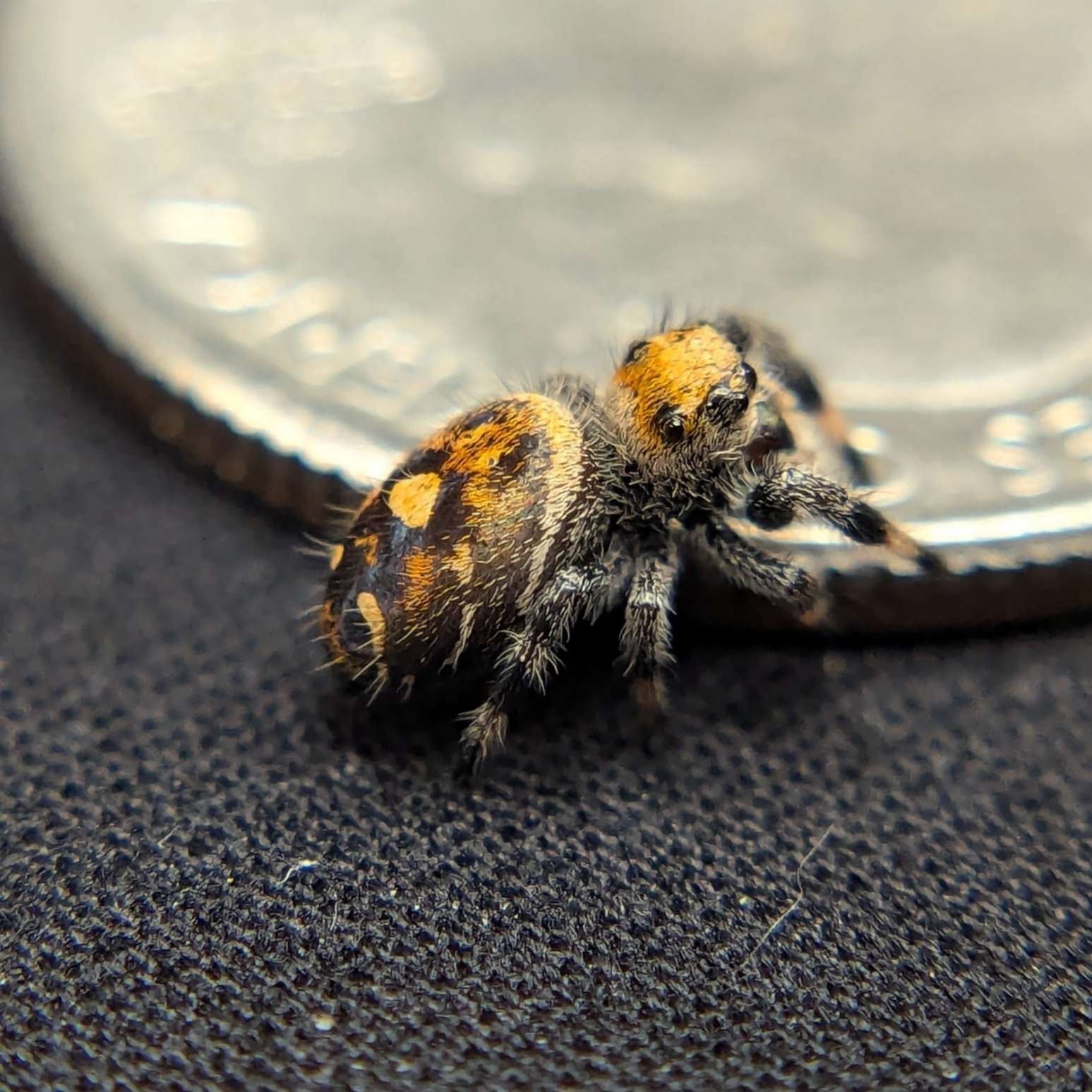 Female Regal Jumping Spider Toasty - Side View