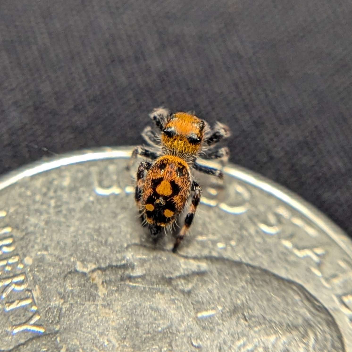Female Regal Jumping Spider Flare - Back View