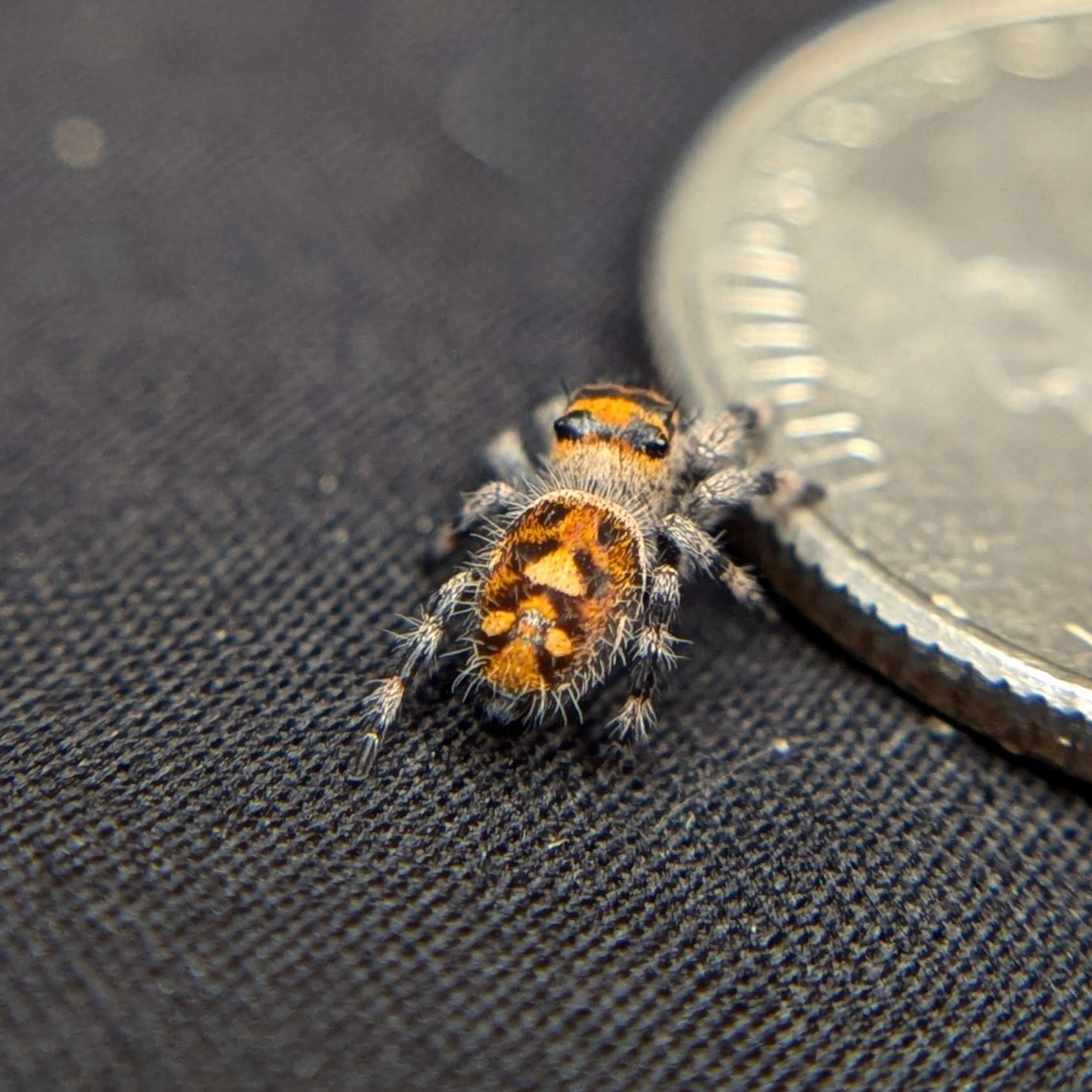 Female Regal Jumping Spider Pink Lemonade - Back View