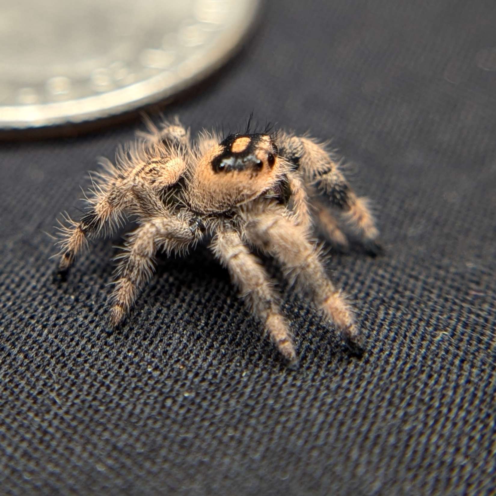 Female Regal Jumping Spider Sloane - Side View