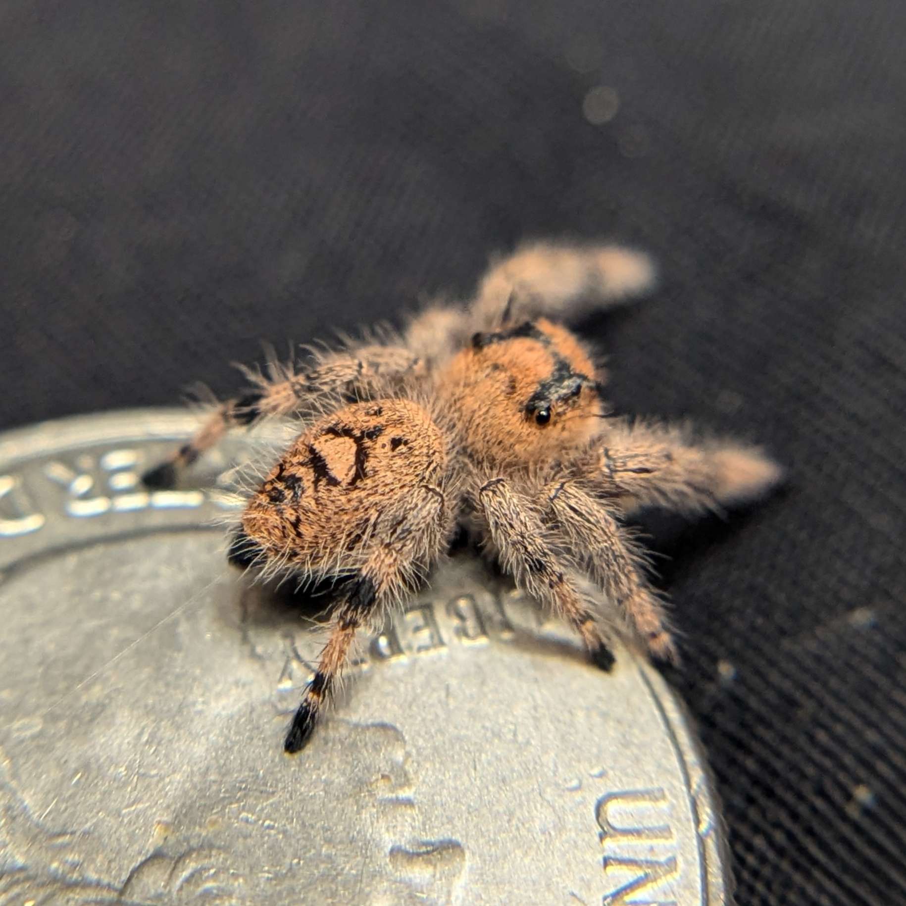 Female Regal Jumping Spider Ivyplum - Back View