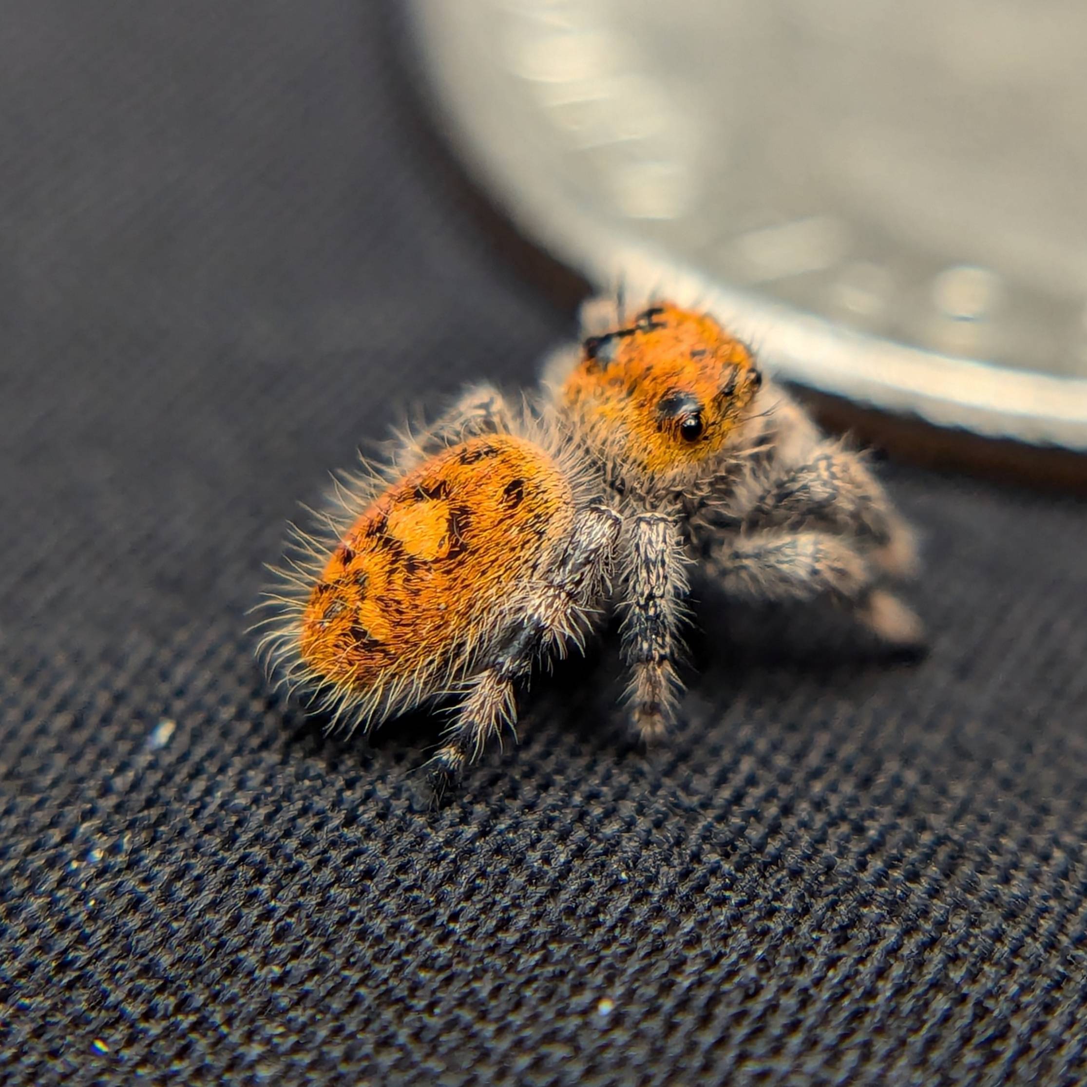Female Regal Jumping Spider Ambrimyst - Back View