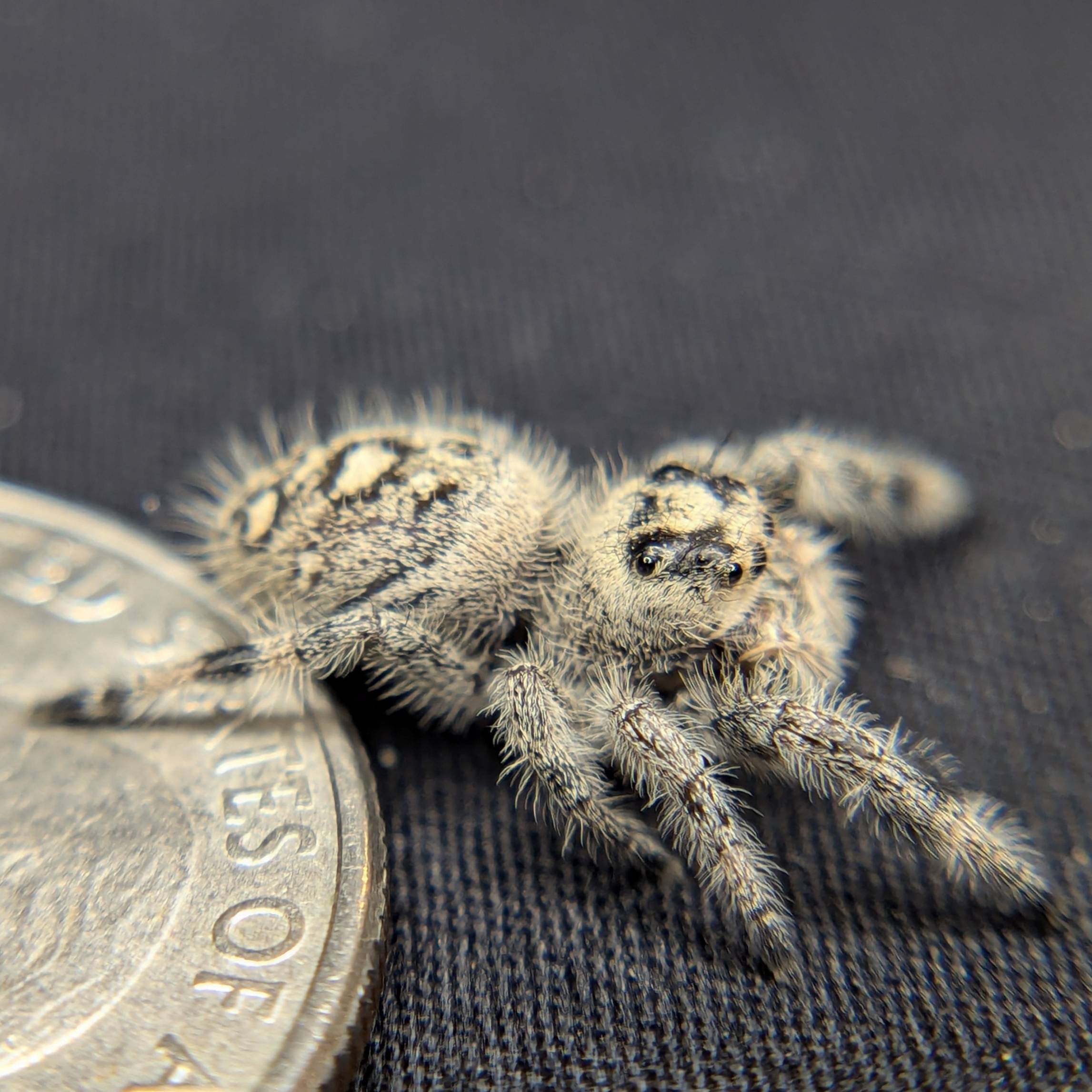Regal Jumping Spider "Vanilla"