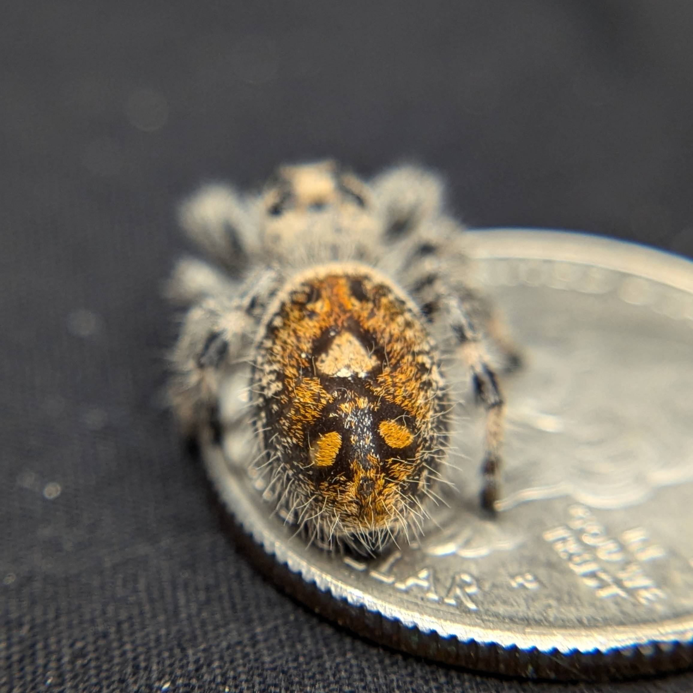 Jumping Spider for sale, back view Peach