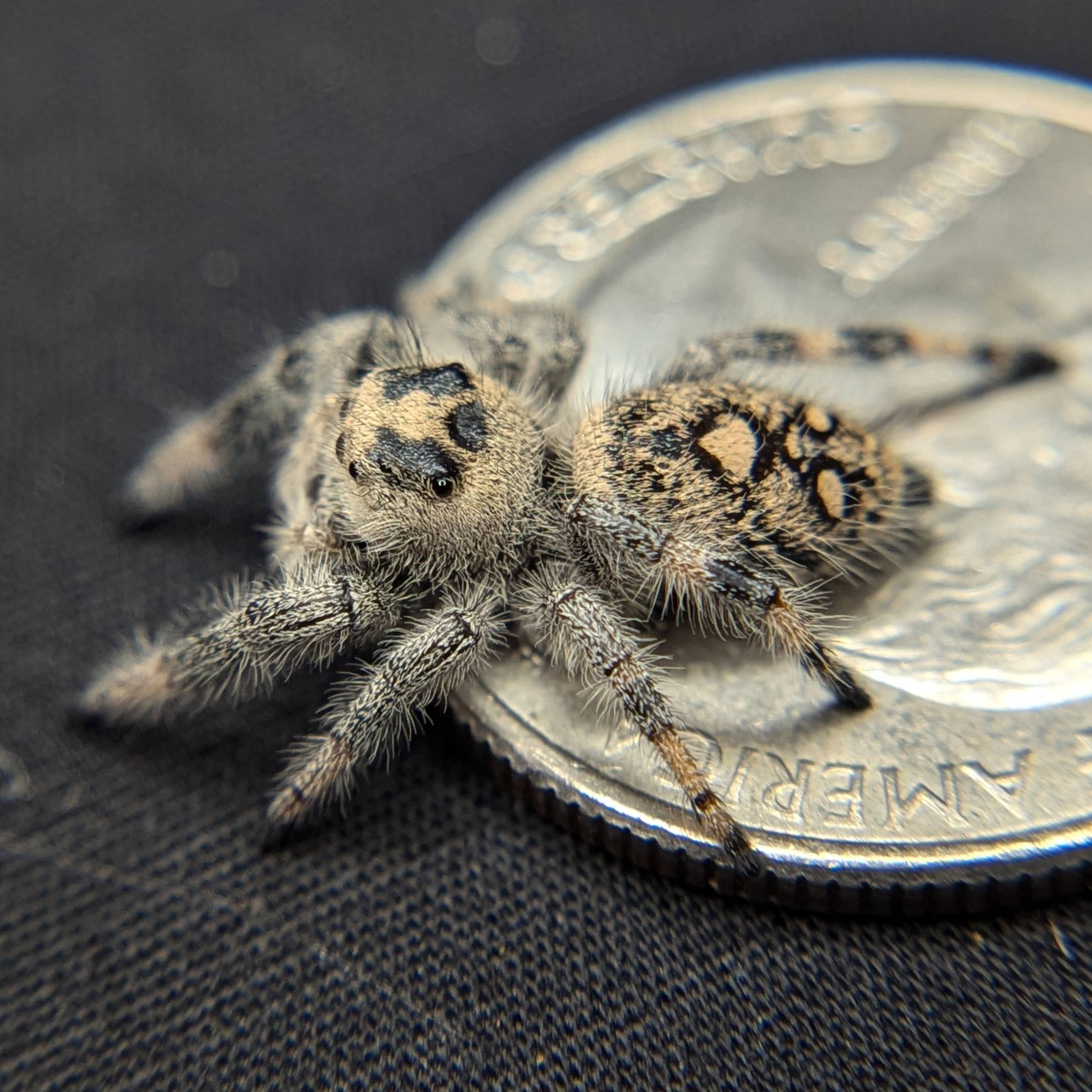 Jumping Spider for sale, Back View, Maroon