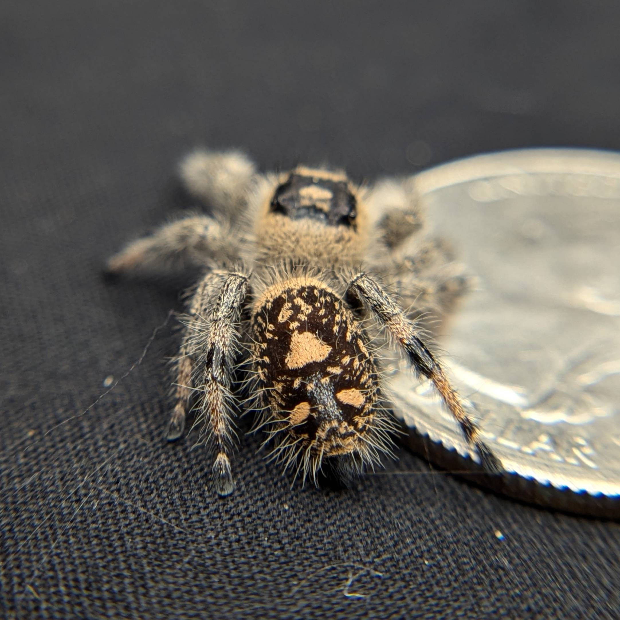 Jumping spider for sale, back view, Viola
