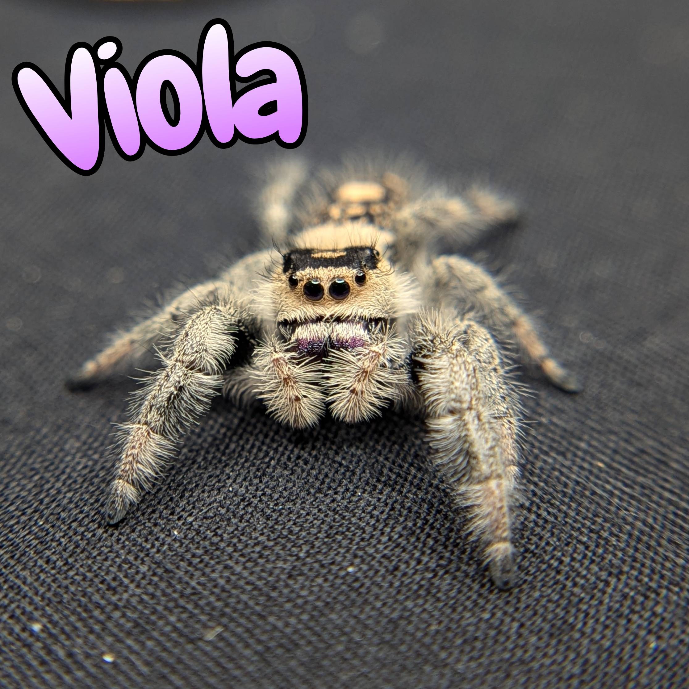 Jumping spider for sale, Front view, Viola