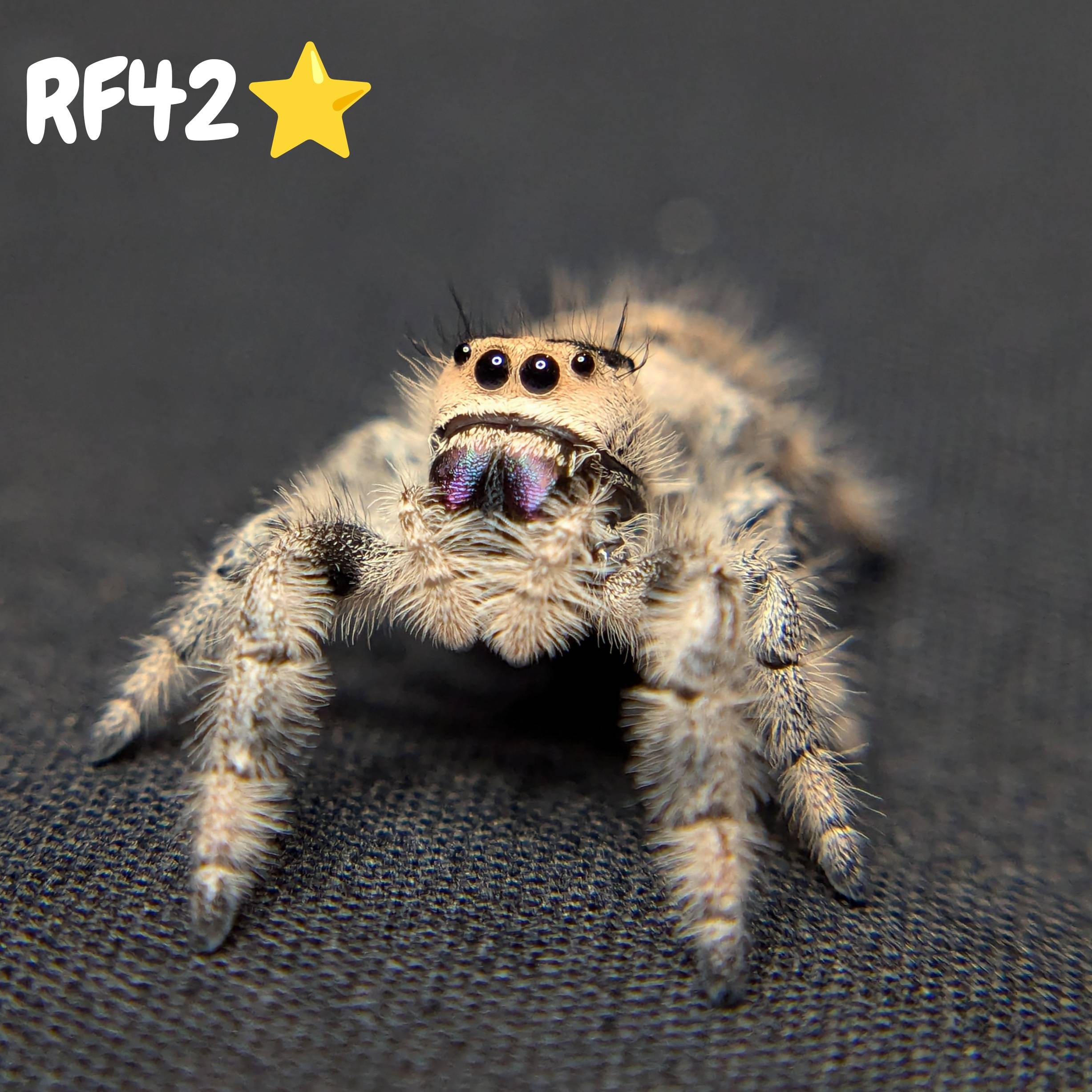 Female Regal Jumping Spider Sandberry - SKU Code
