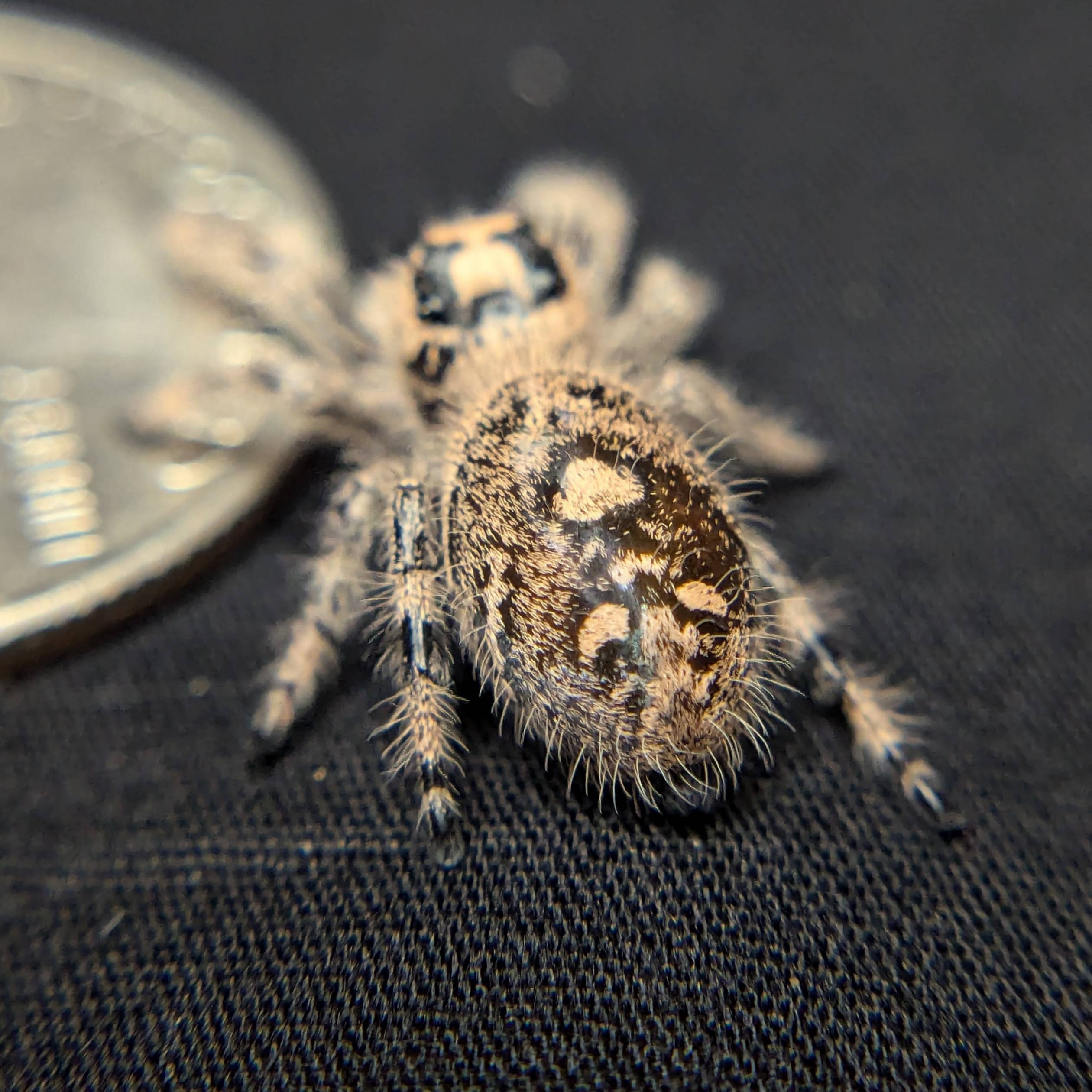 Female Regal Jumping Spider Sandberry - Back View