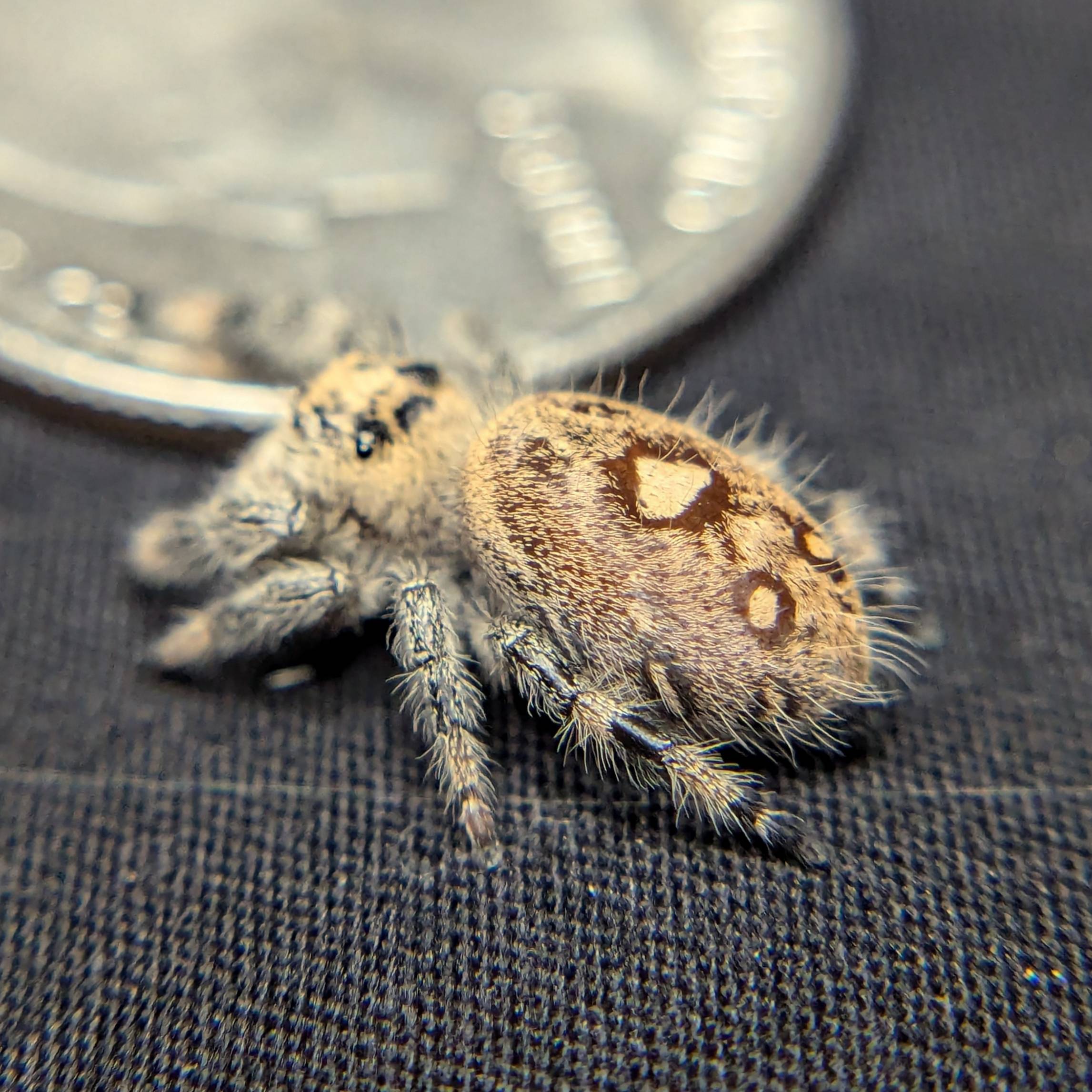 Female Regal Jumping Spider Iris - Side View