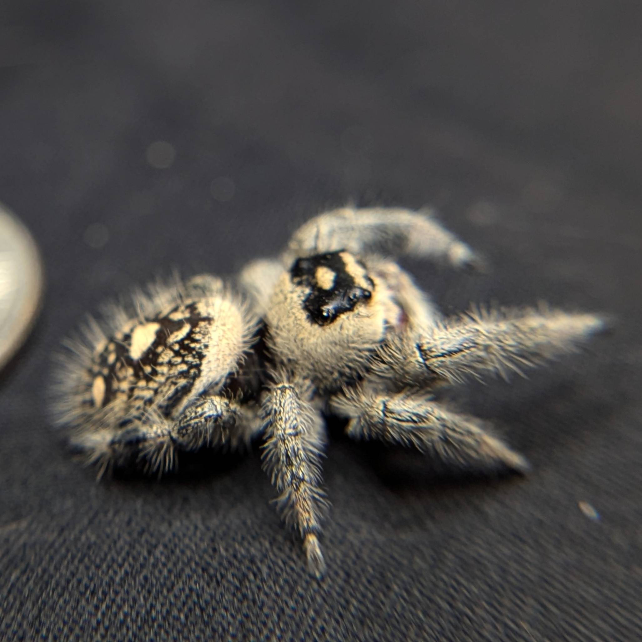 Female Regal Jumping Spider Lunaria - Side View
