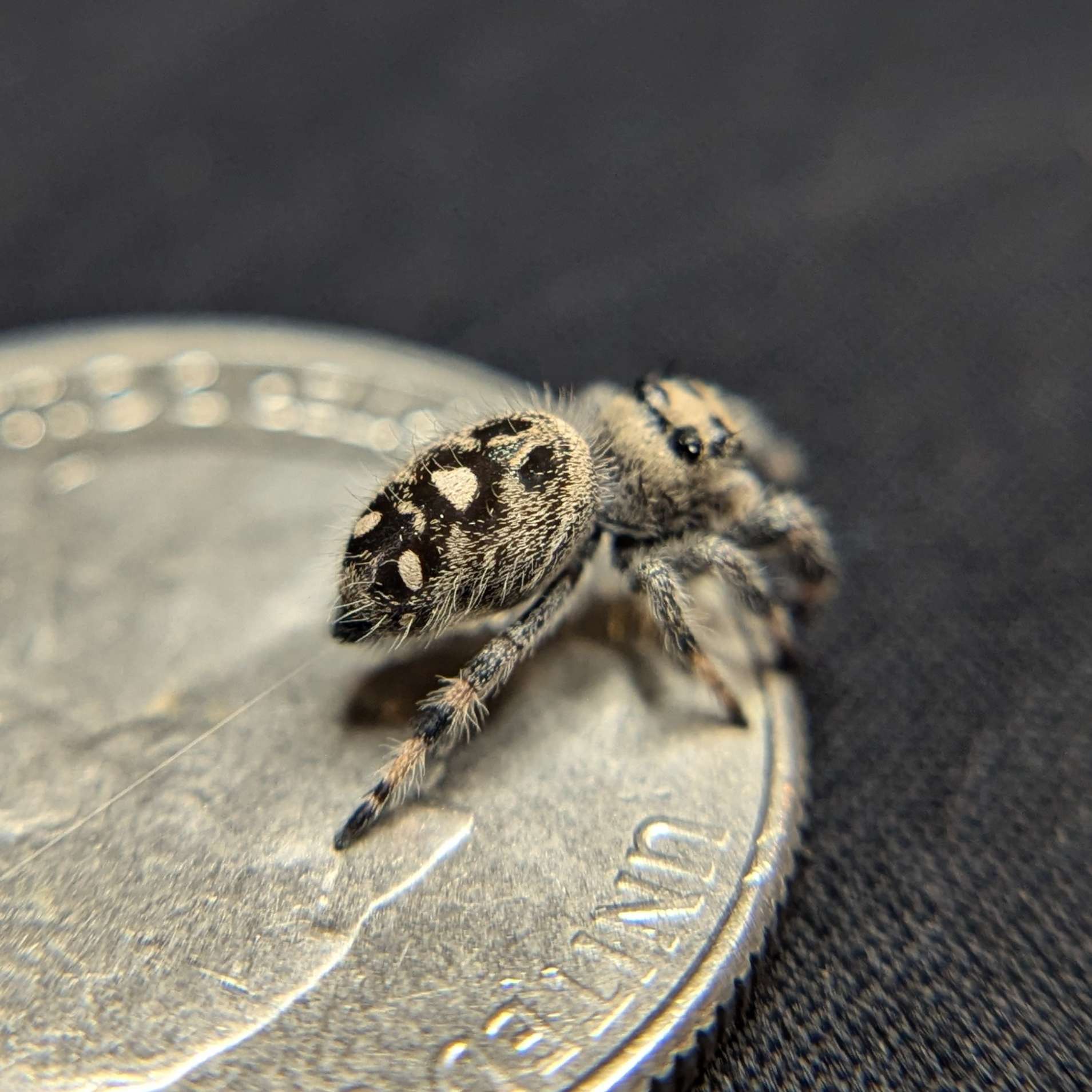 Female Regal Jumping Spider Bean - Side View
