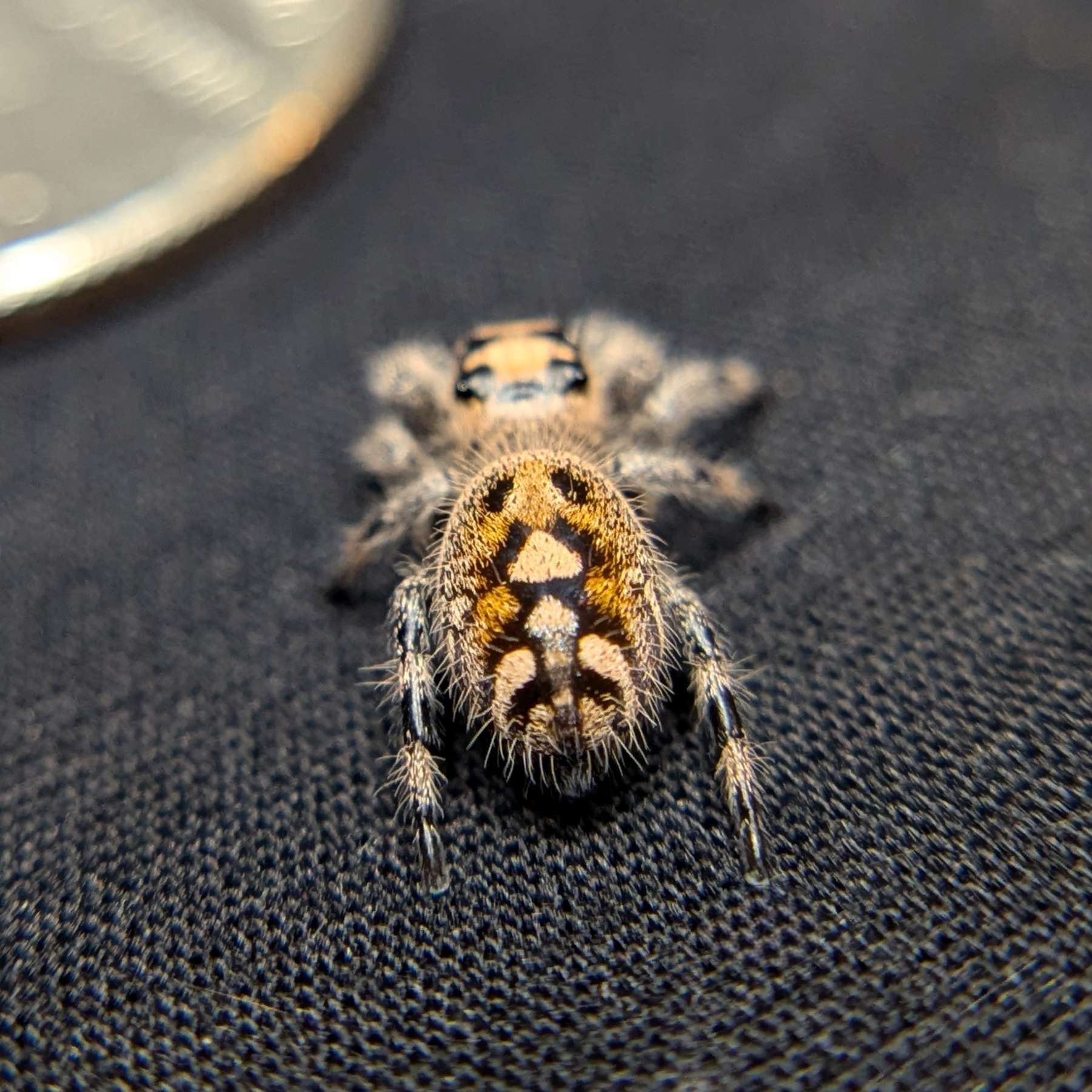 Female Regal Jumping Spider Citrus Twist - Back View