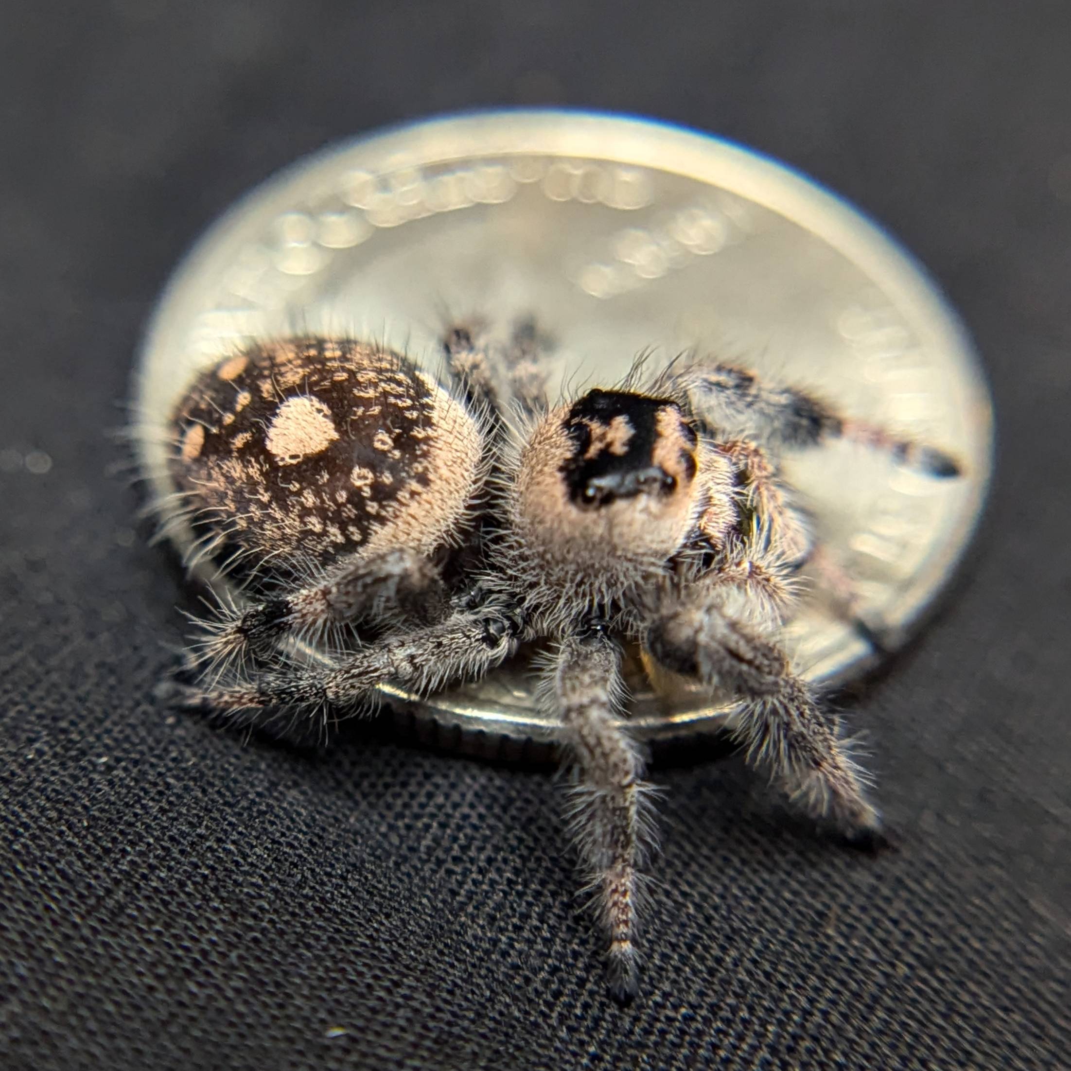 Female Regal Jumping Spider Mira - Side View