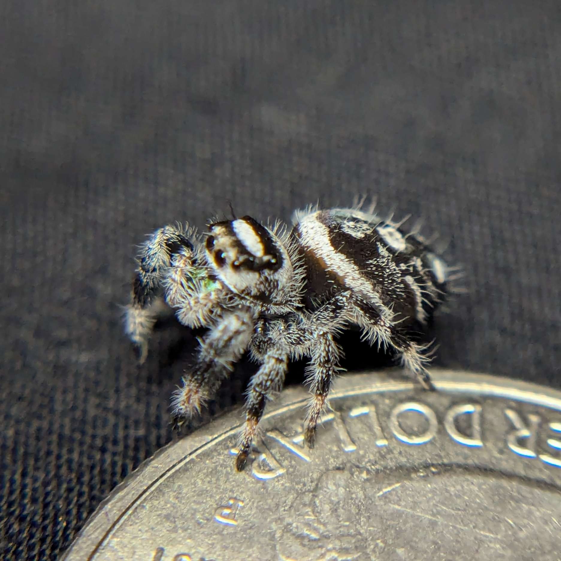 Female Regal Jumping Spider Joker - Side View