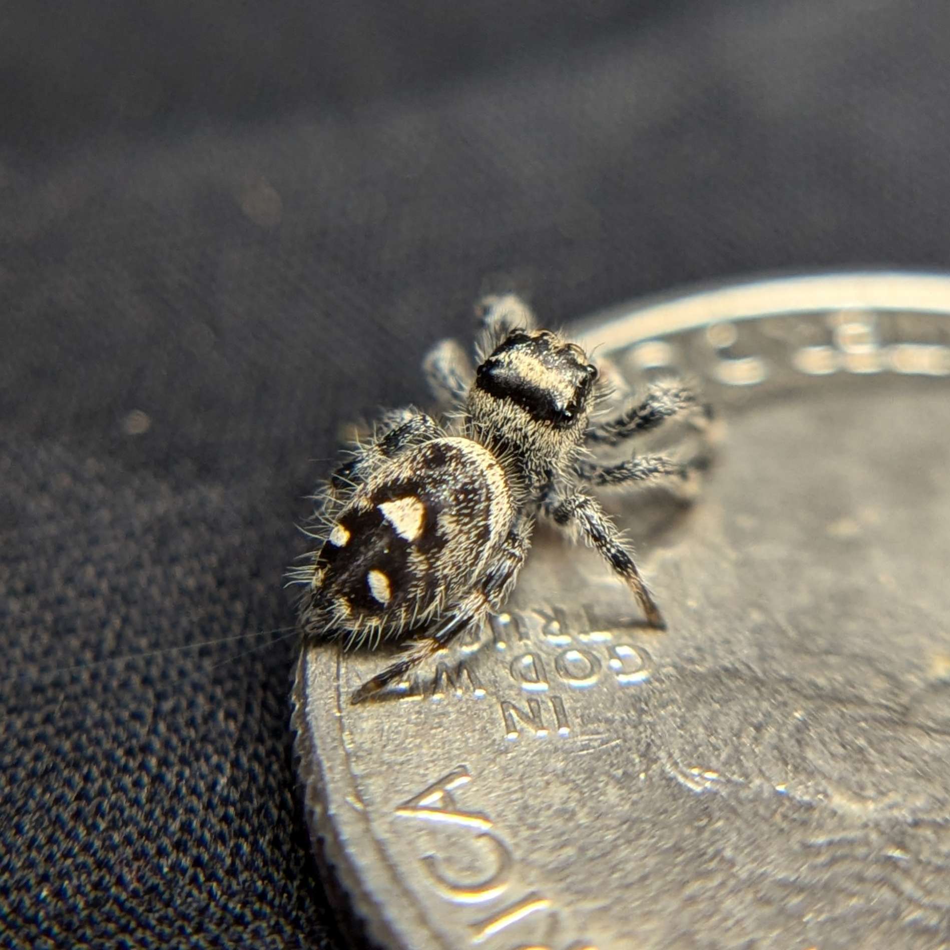 Female Regal Jumping Spider Zebra - Back View