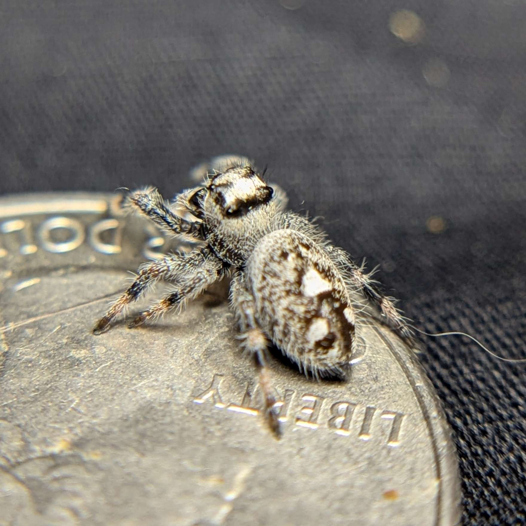 Female Regal Jumping Spider Chococream - Back View