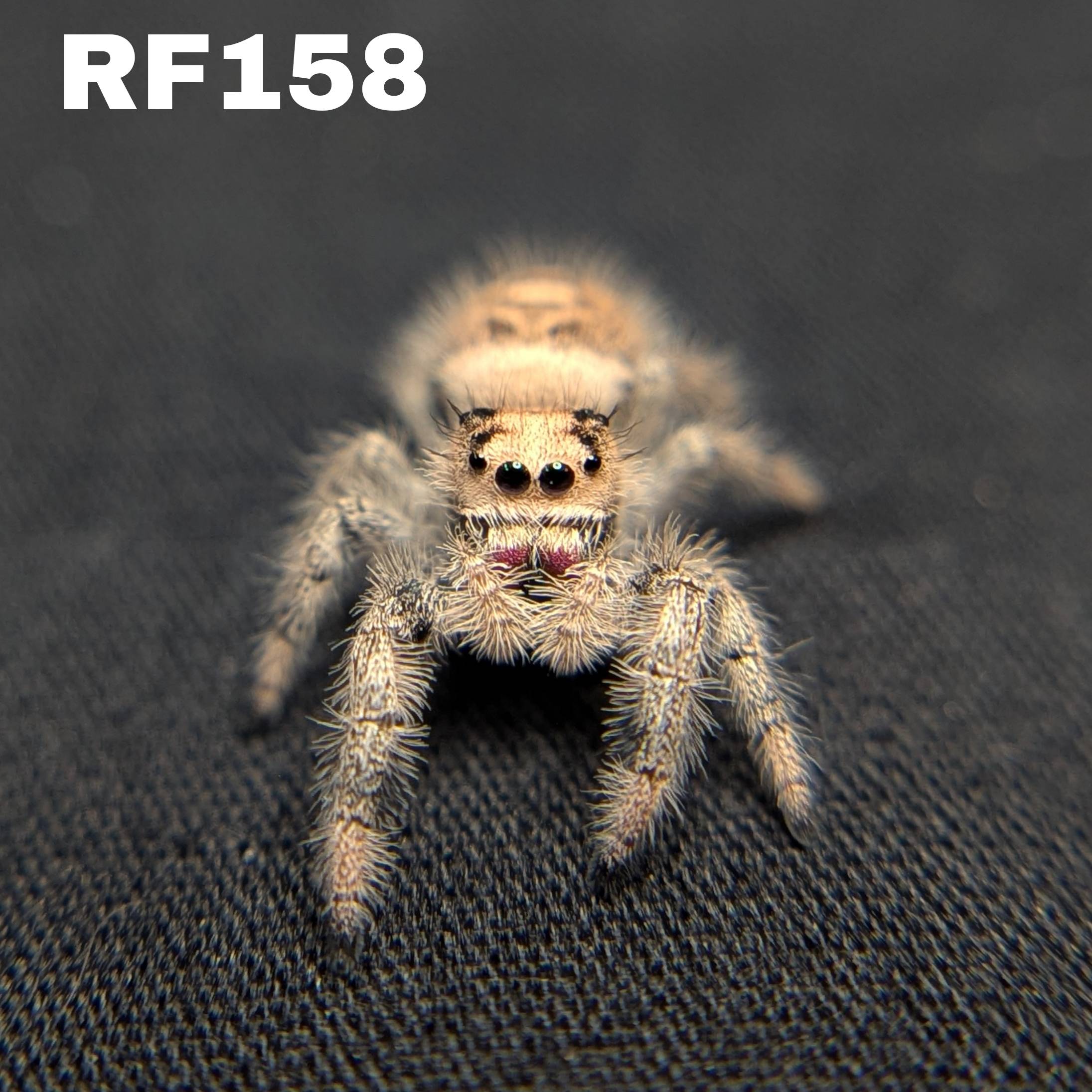 Female Regal Jumping Spider Pastry - SKU CODE