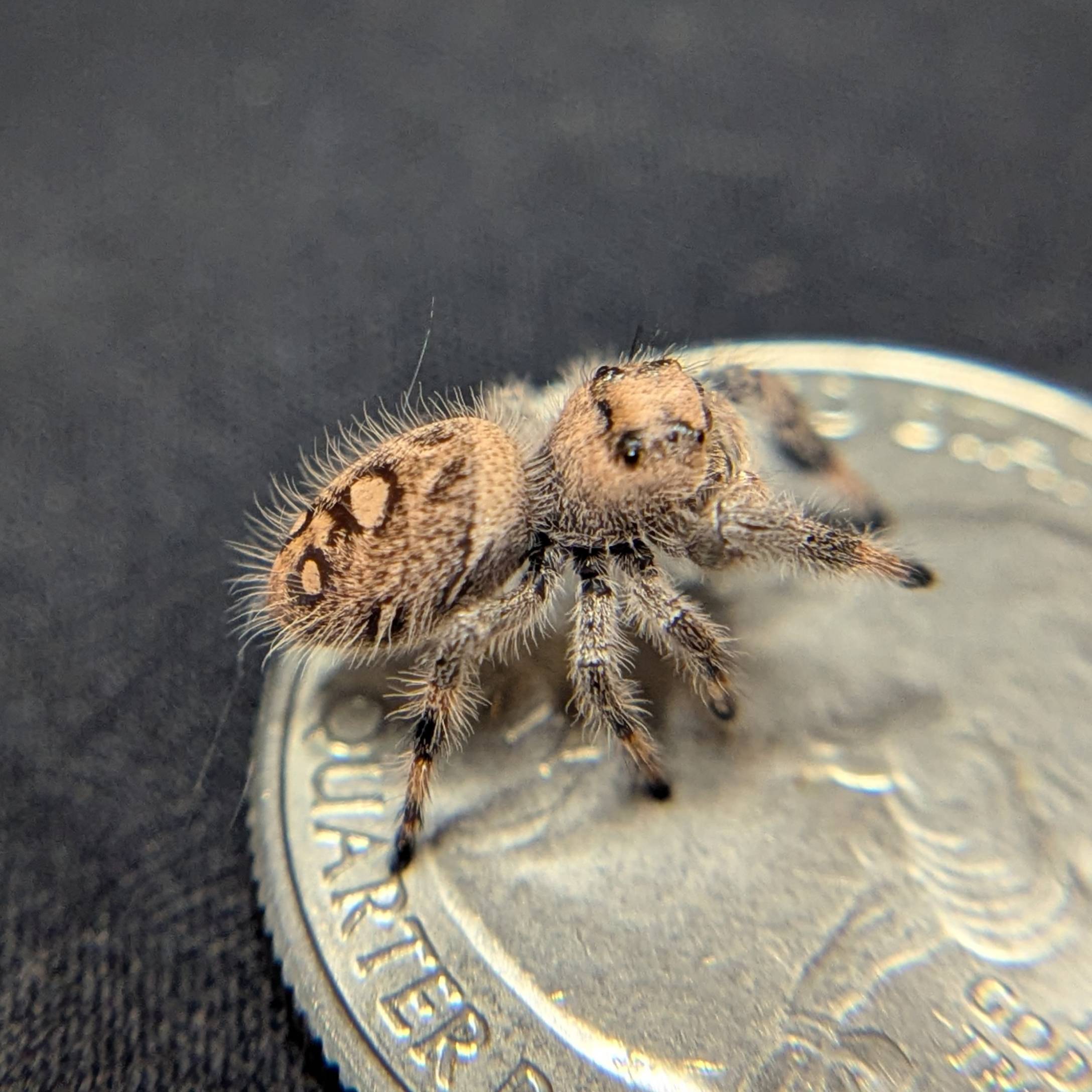 Female Regal Jumping Spider Pastry - Side View