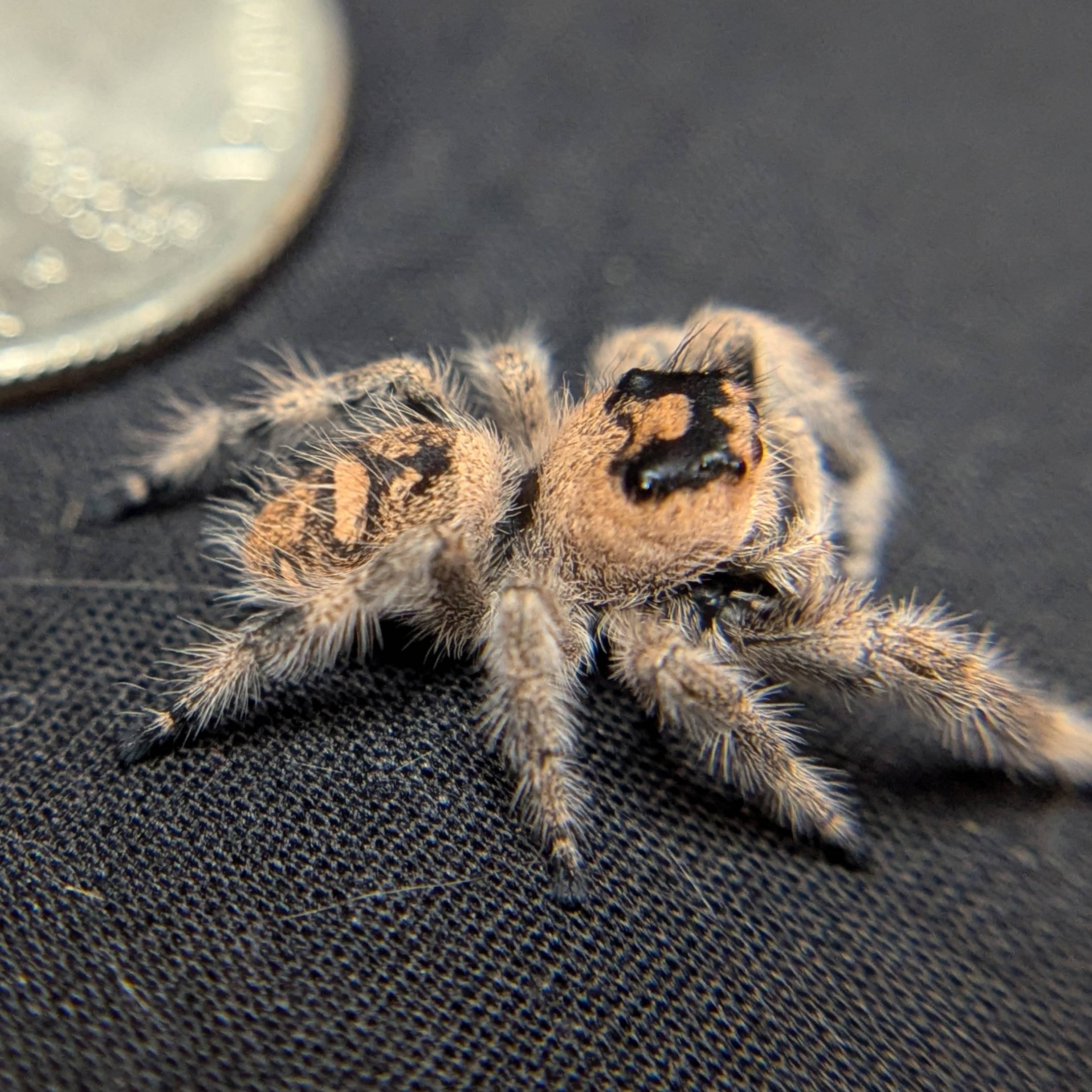 Female Regal Jumping Spider Crystal - Side View
