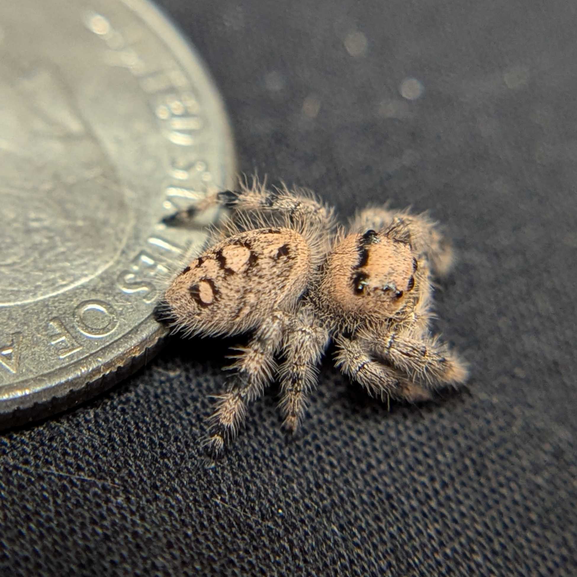 Female Regal Jumping Spider Jasmine - Side View