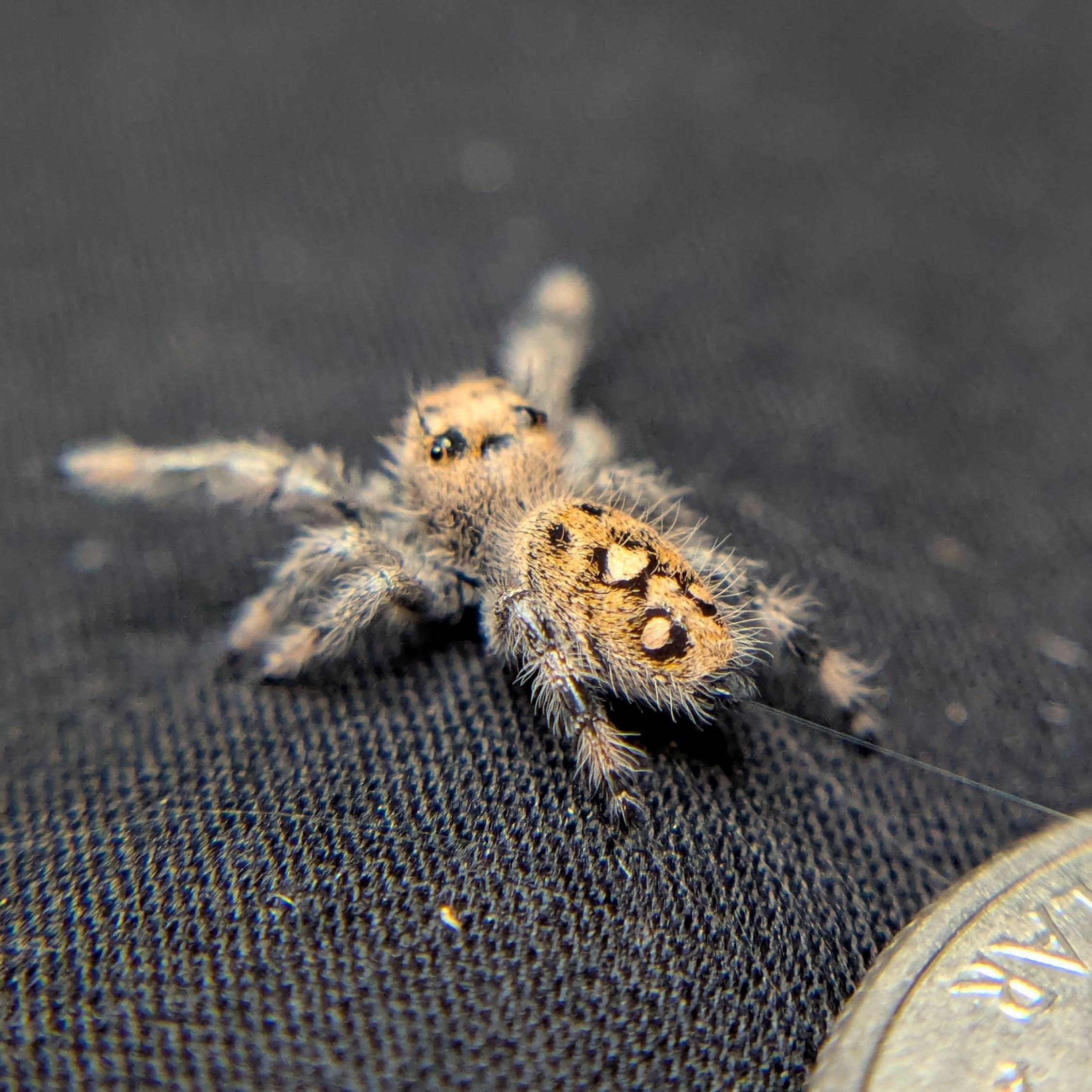Female Regal Jumping Spider Shimmer - Back View