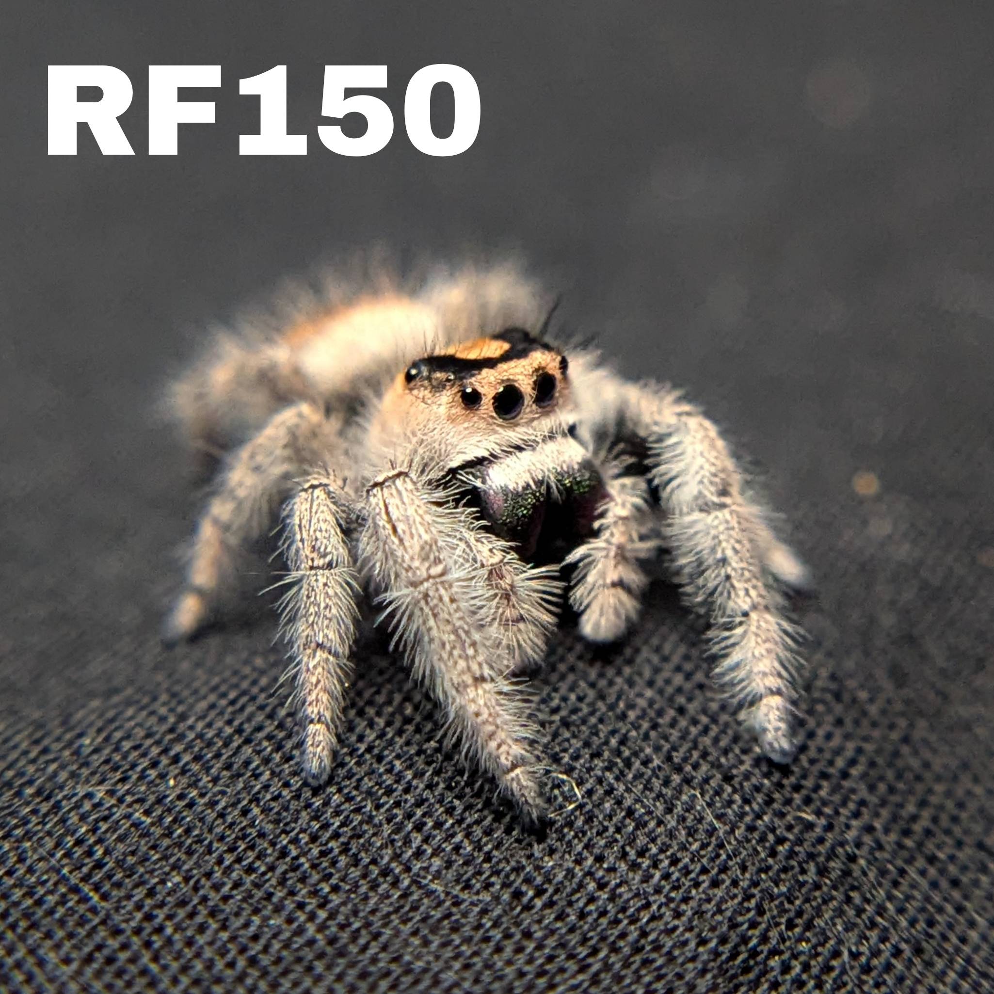 Female Regal Jumping Spider Wonder - SKU CODE