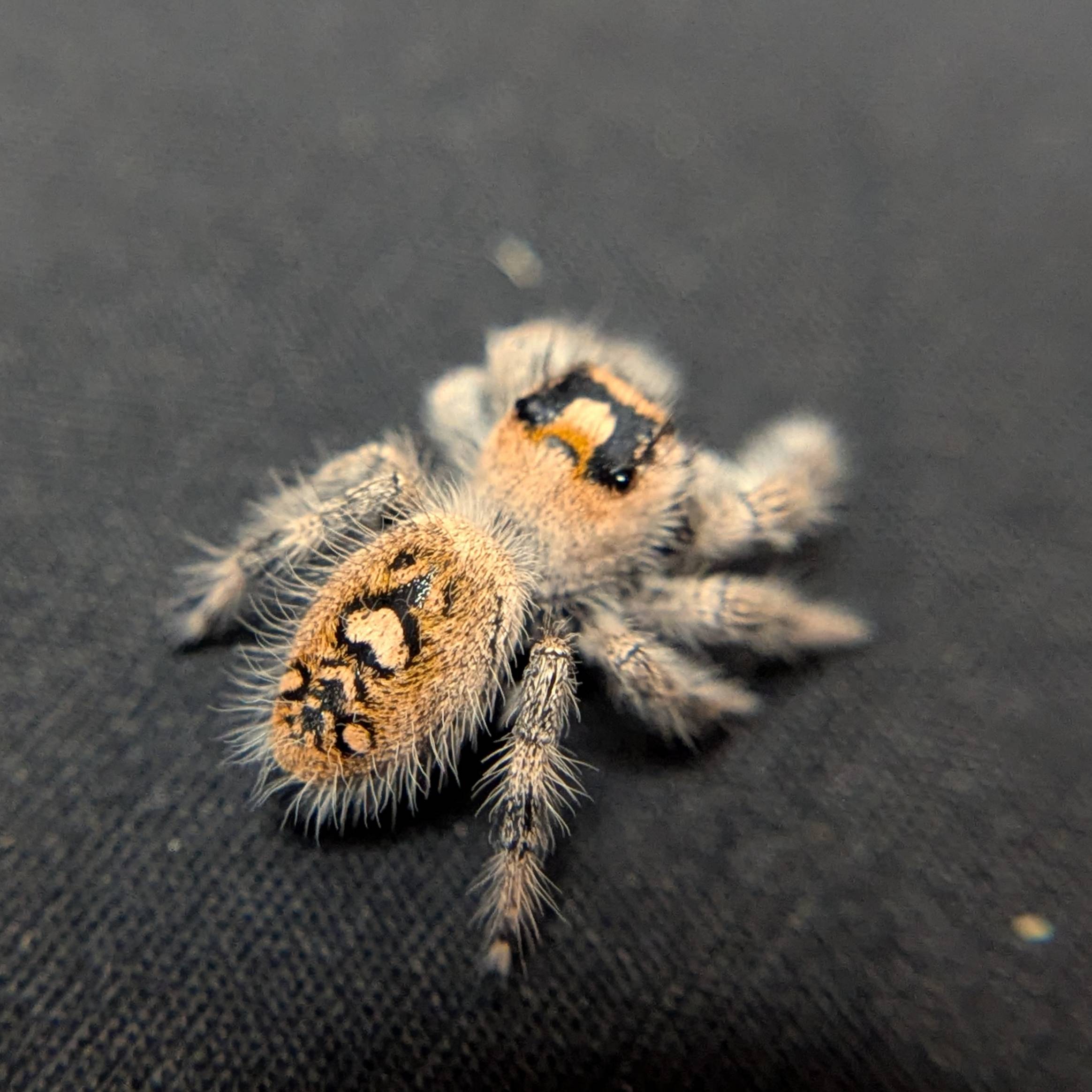 Female Regal Jumping Spider Wonder - Back View