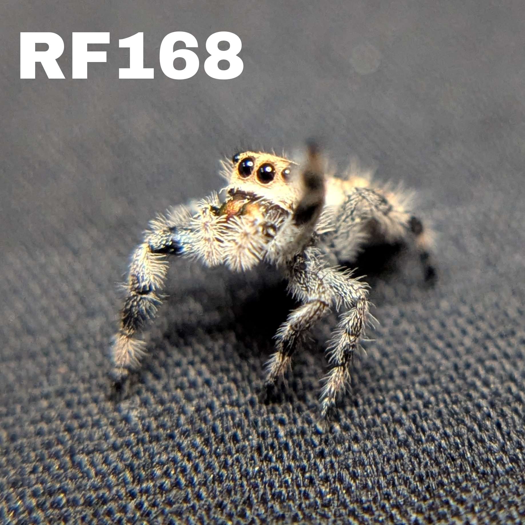 Female Regal Jumping Spider Nugget - SKU CODE